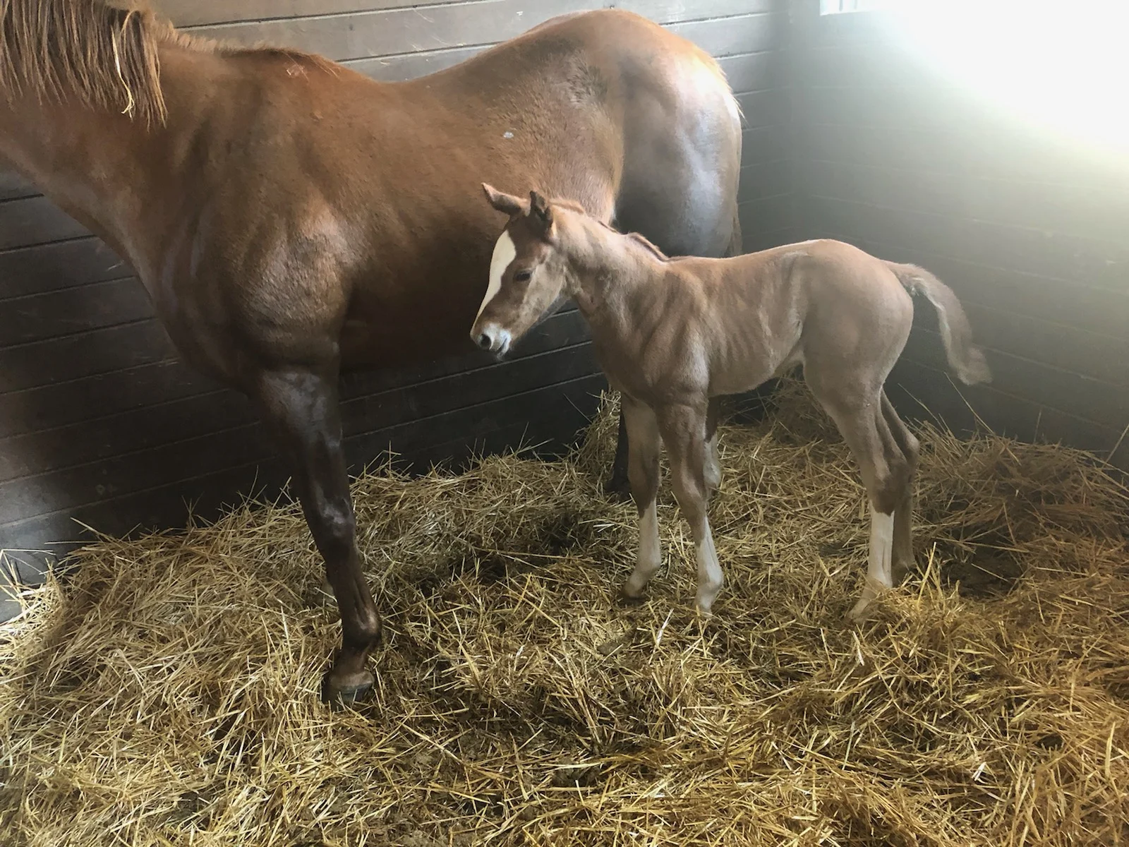 Our Eponene Filly '19