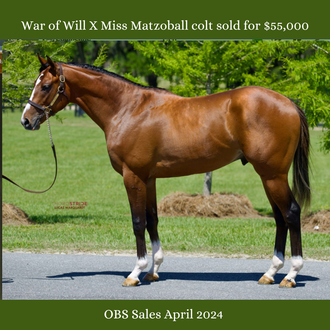 War of WillMiss Matzoball colt sold for $55.png