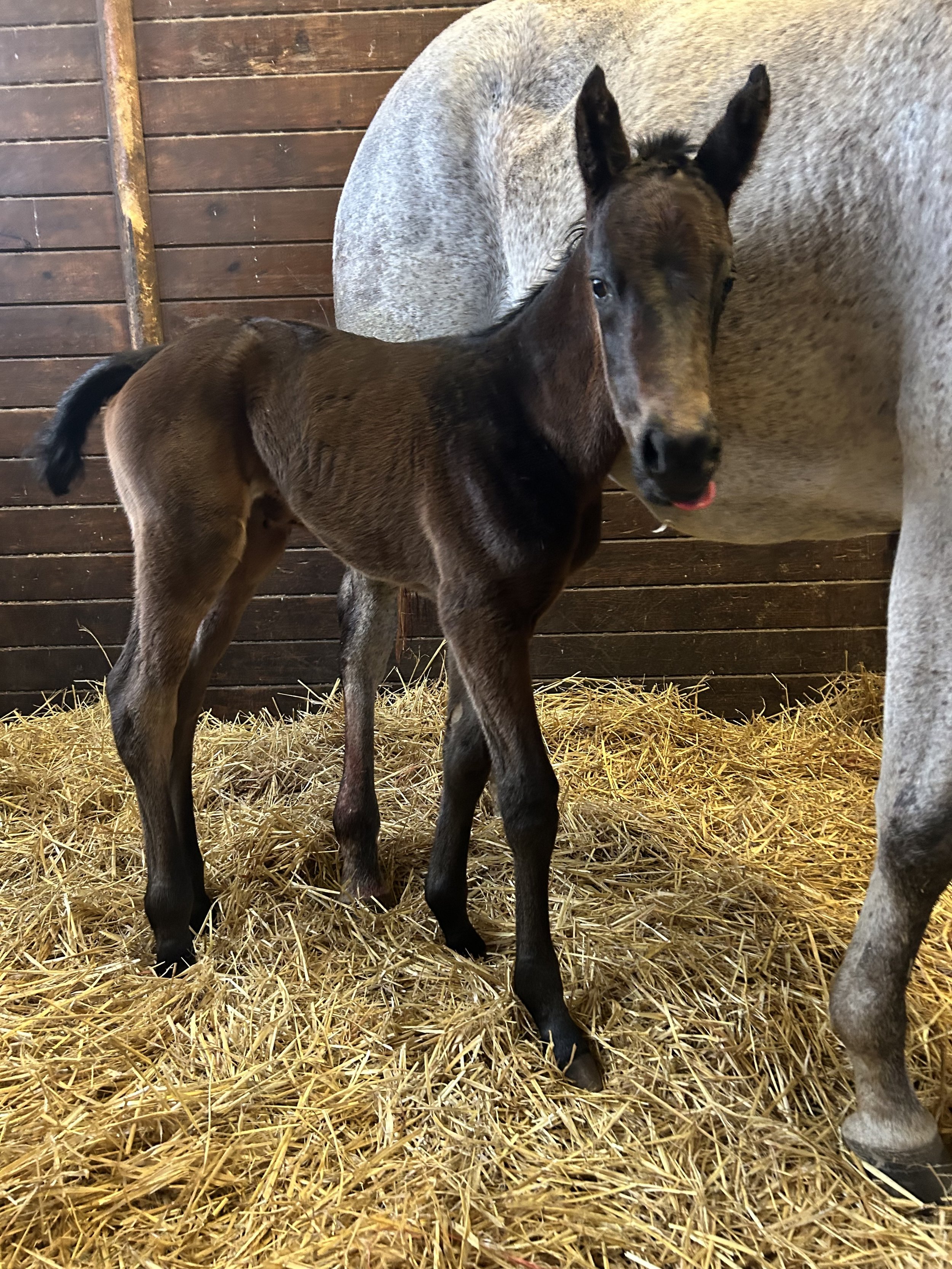 Free Cover ❌ Nyquist 