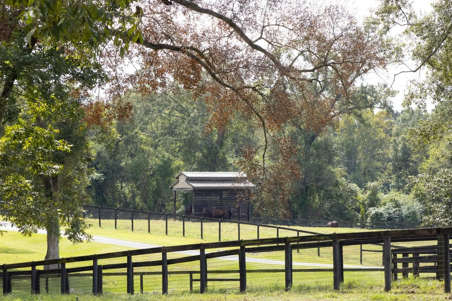 It might not be sweater weather, but it&rsquo;s perfect farm weather here at Coteau Grove! 🐎☀️

Experience a private tour and discover firsthand why our thoroughbreds are truly one of a kind.

Ready to visit? Call Rozie at 337-290-3907 to reserve yo