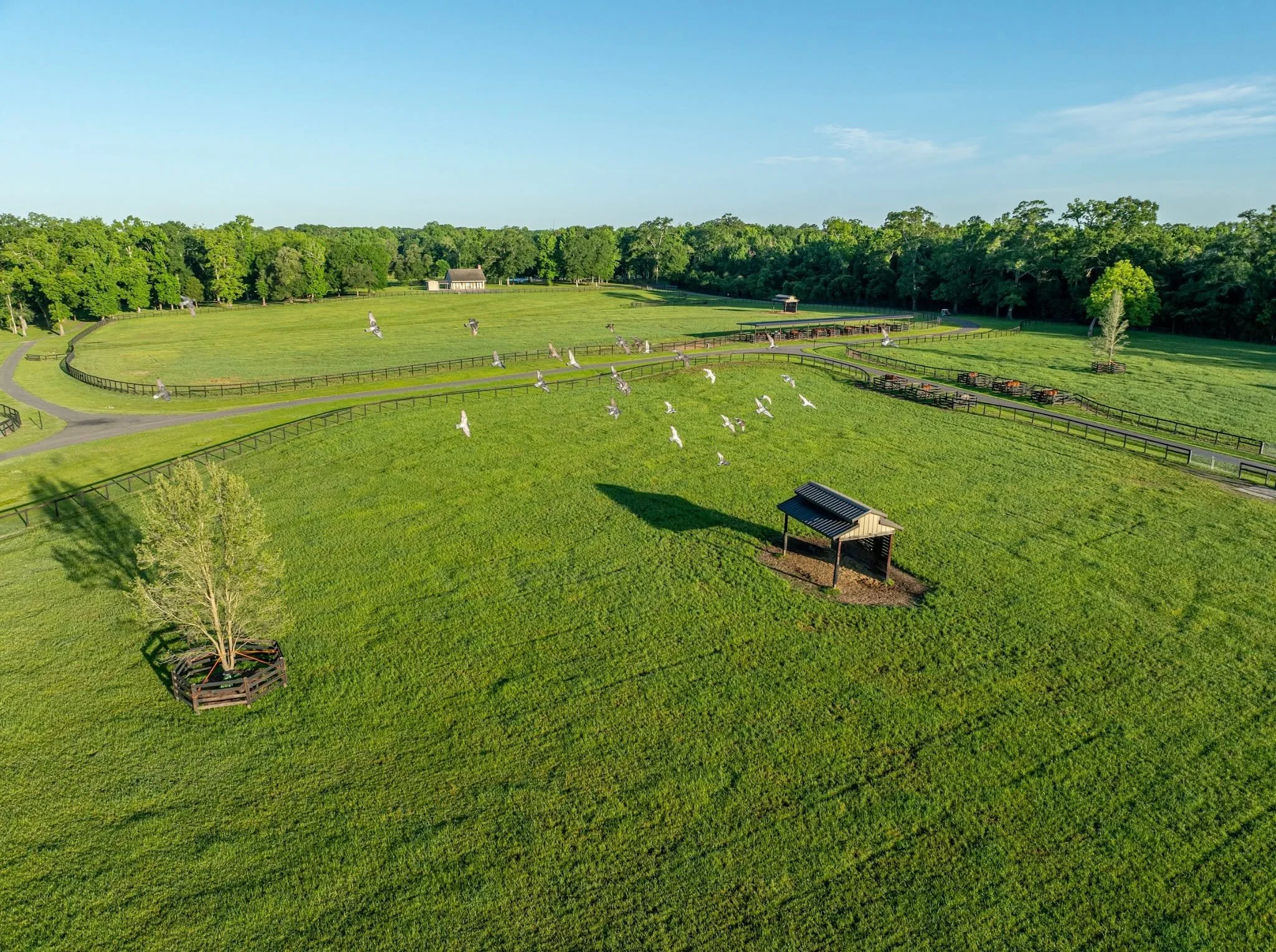 Green grass, clear skies, and not a worry in sight. Happy Sunday from all of us at Coteau Grove Farms! ☀️