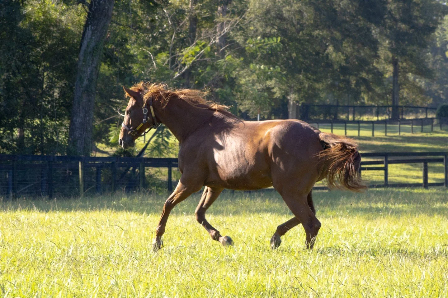 Silk and Tassels is proving that Mondays can be powerful and full of life too. Here&rsquo;s to a great week ahead! 🐎☀️