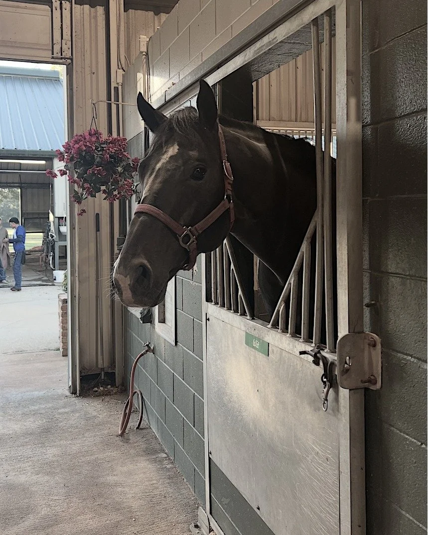 Our boys! We partnered with Whispering Oaks Farm on these two remarkable stallions. They are in the Louisiana Bred program that is proving to be one of the best breeders incentive programs in America.

🐎 Wit. 2019 Practical Joke/Numero d'Oro by Meda