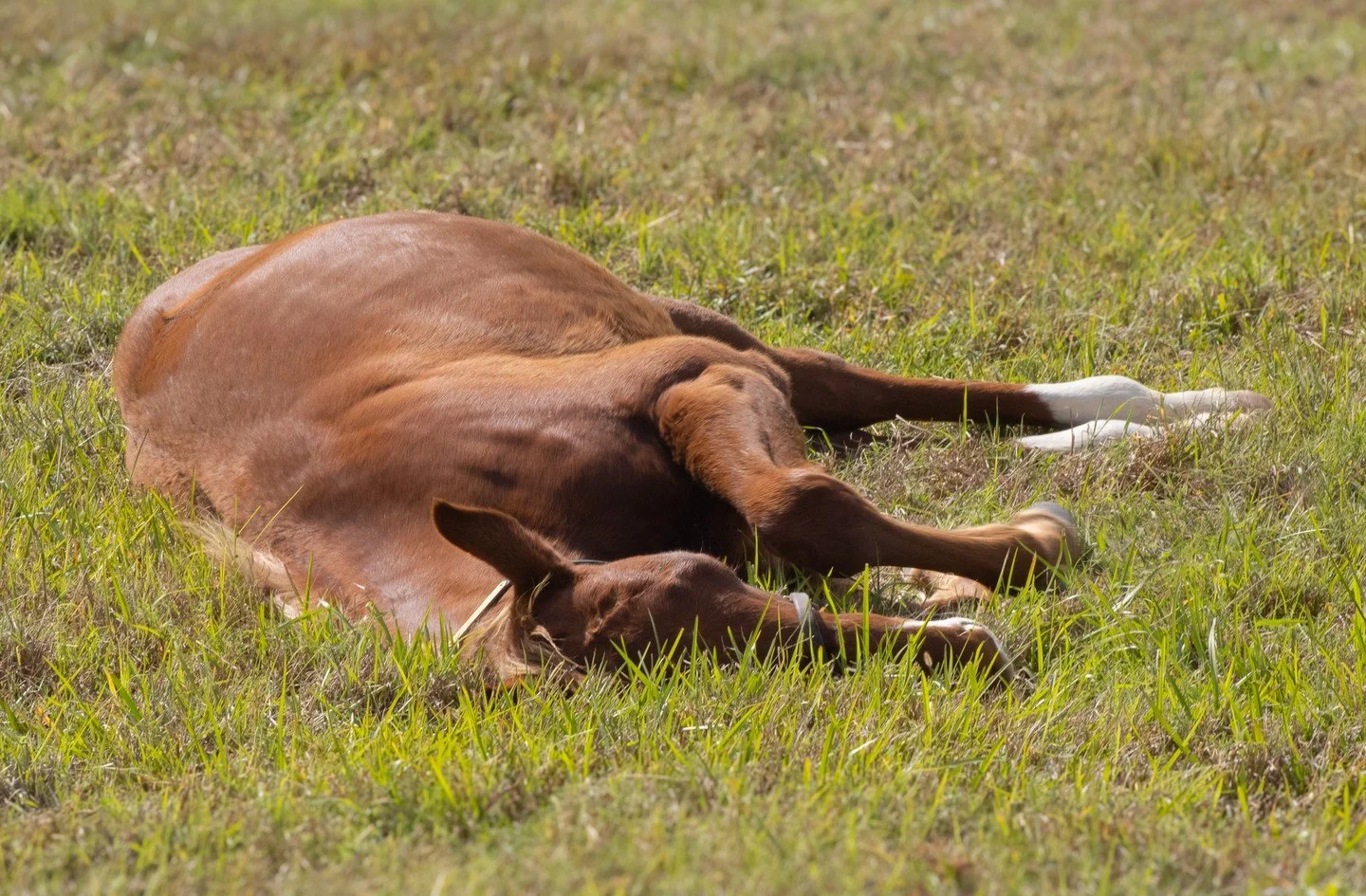 If Mondays had a snooze button, this Little Ms Protocol x Gunite weanling would be the first in line to press it. 🐴💤

Happy Monday from all of us on the farm! ☀️