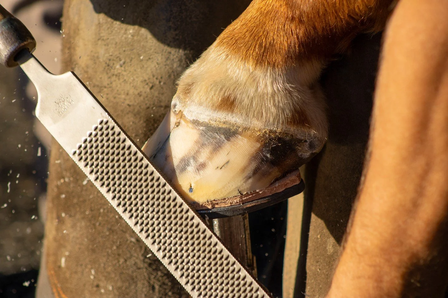 From hoof care to feeding schedules, nothing at Coteau Grove Farms is left to chance. Our boarding program is built on years of thoroughbred expertise and a passion for excellence. 🐴⚜️

📞 Call Rozie at 337-290-3907 to reserve your spot today!