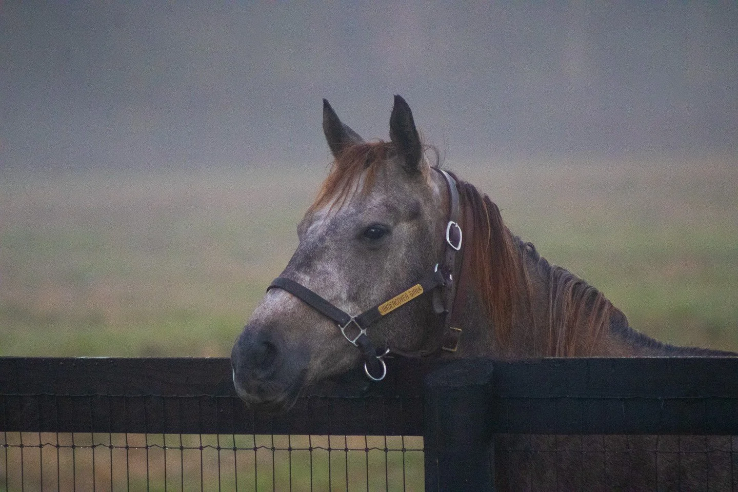 Foggy mornings like this are a quiet reminder of what makes Coteau Grove so special. 🐴💛