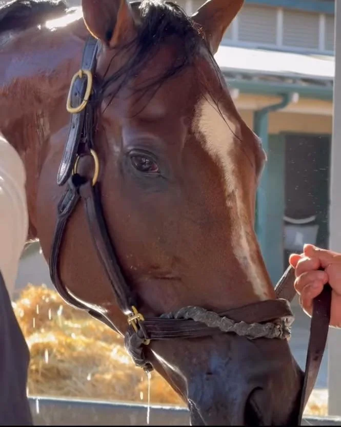 Thanks for capturing this Tumbarumba moment. thoroughbred_daily_news

https://www.instagram.com/stories/thoroughbred_daily_news/3755104133302083660?utm_source=ig_story_item_share&amp;igsh=bnRmNWoxam00c253