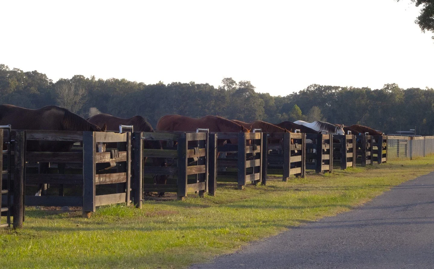 Feed stalls = no mealtime drama! 

Every horse at Coteau Grove Farms dines in comfort. Our feed stalls give each horse their own space to enjoy a full, individualized meal &mdash; because excellence is in the details. ⚜️🐴

📞 Call Rozie at 337-290-3