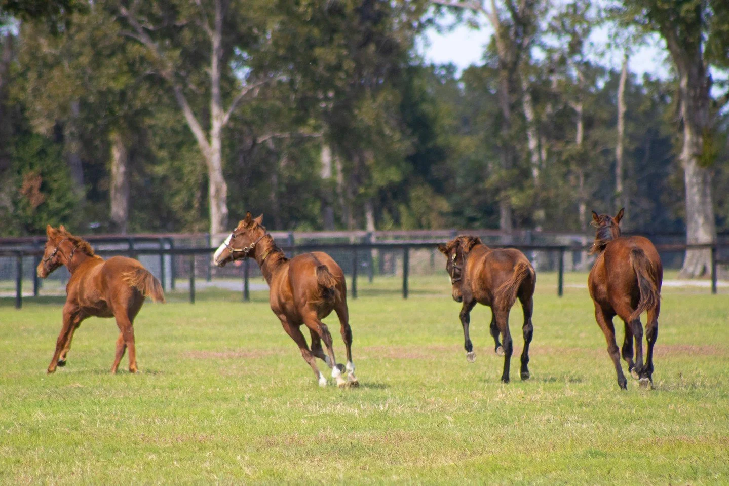 Grass, sun, and large pastures to run in. Sunday zoomies are officially in full swing! 🐎☀️