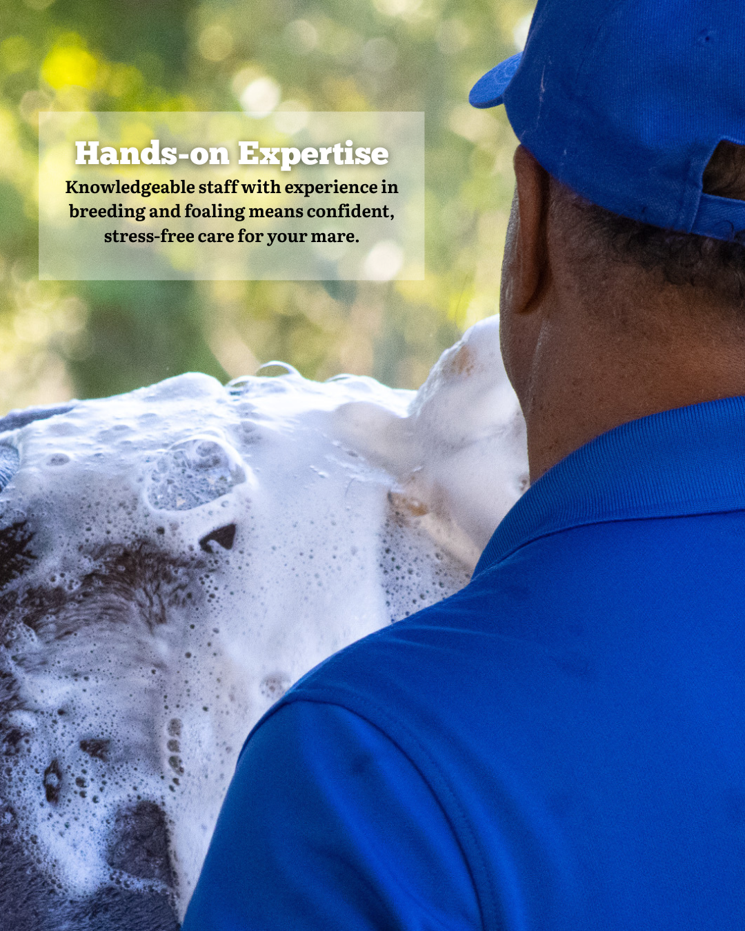 Is Your Expecting Mare in the Right Hands Here’s How to Tell..zip - 4.PNG