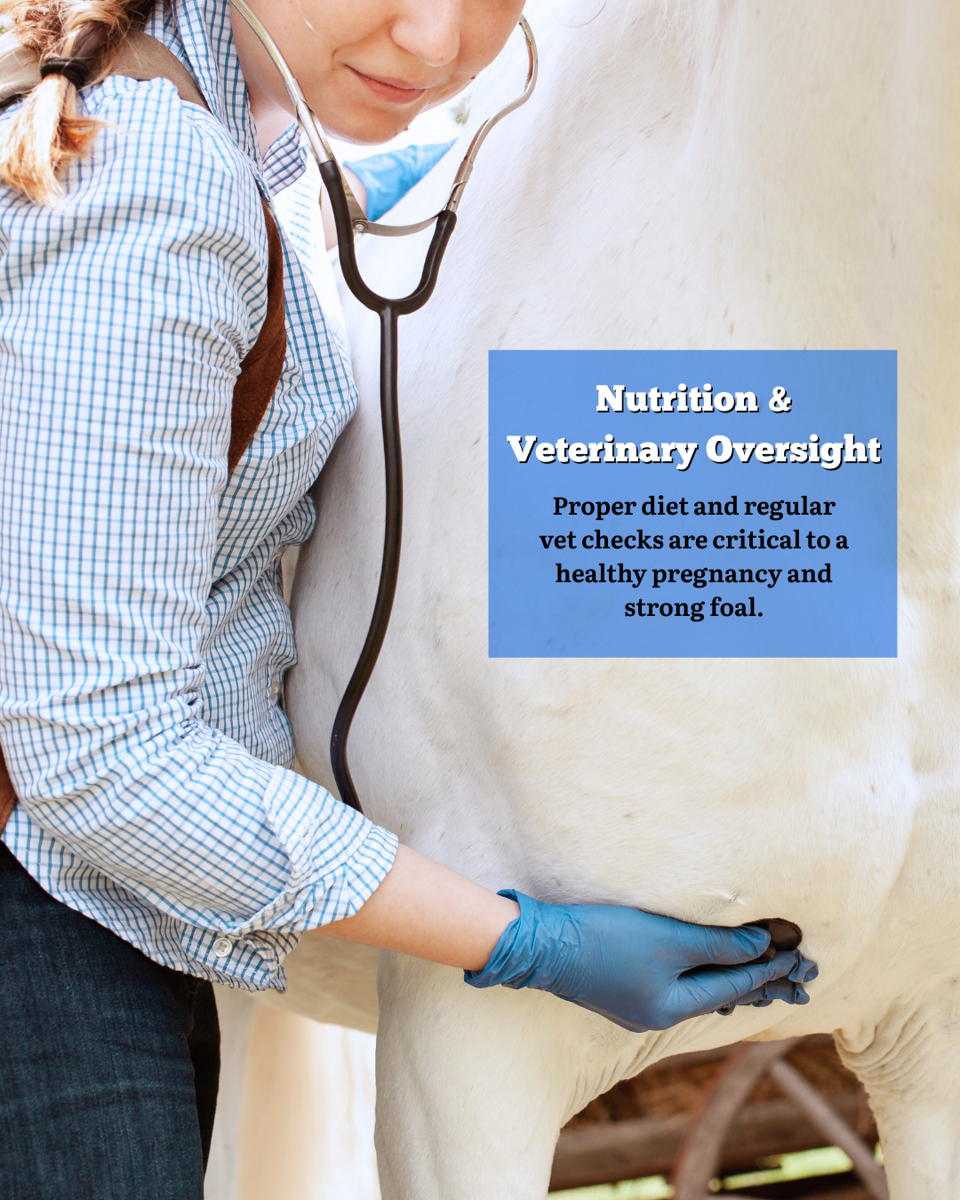 Is Your Expecting Mare in the Right Hands Here’s How to Tell..zip - 3.PNG