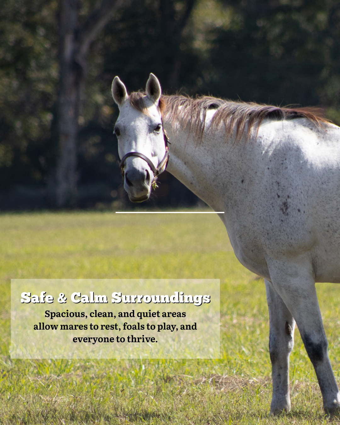 Is Your Expecting Mare in the Right Hands Here’s How to Tell..zip - 2.PNG