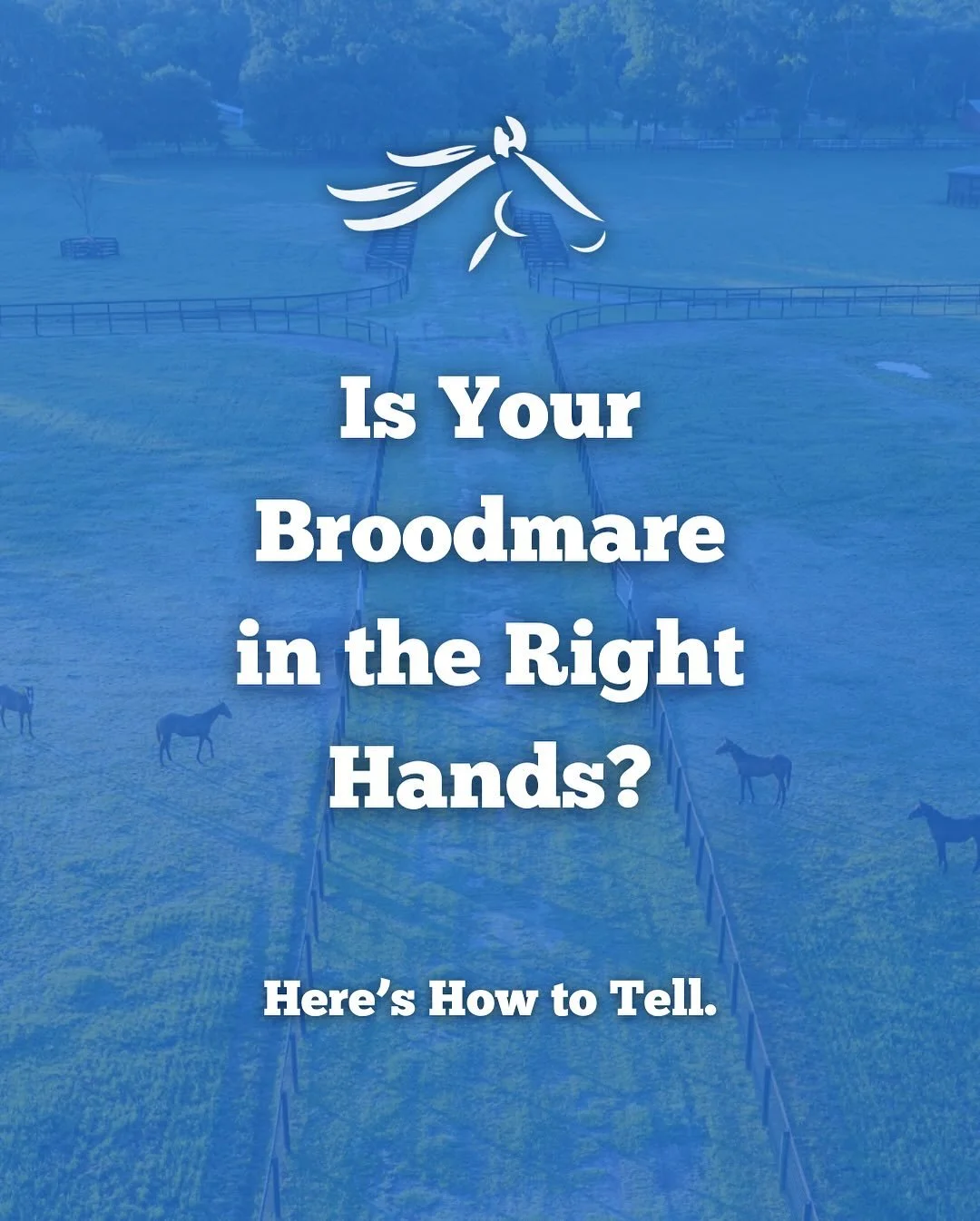 Every champion owes its start to a carefully tended broodmare. ❤️

That&rsquo;s why breeders trust us to ensure their mares and foals thrive under attentive, professional care. Because the right hands make all the difference.

👉 Email rozella.devill