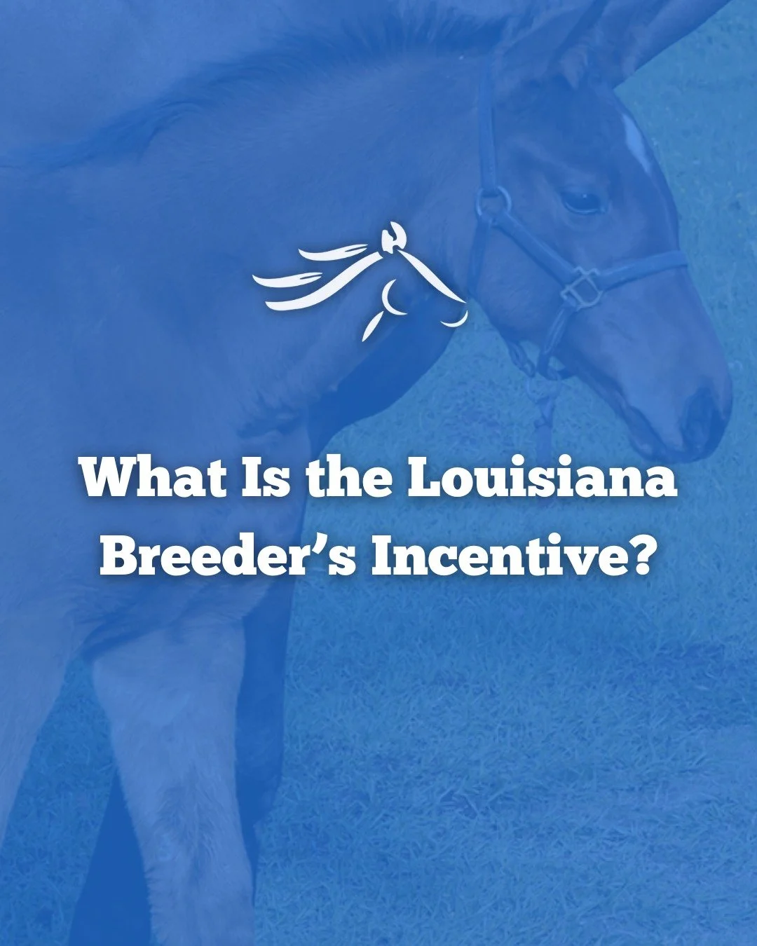 Have you heard of the Louisiana Breeder's Incentive? 🏇

At Coteau Grove, our experienced team provides expert care, professional management, and the support your mares and foals need to reach their full potential &mdash; whether you&rsquo;re local o