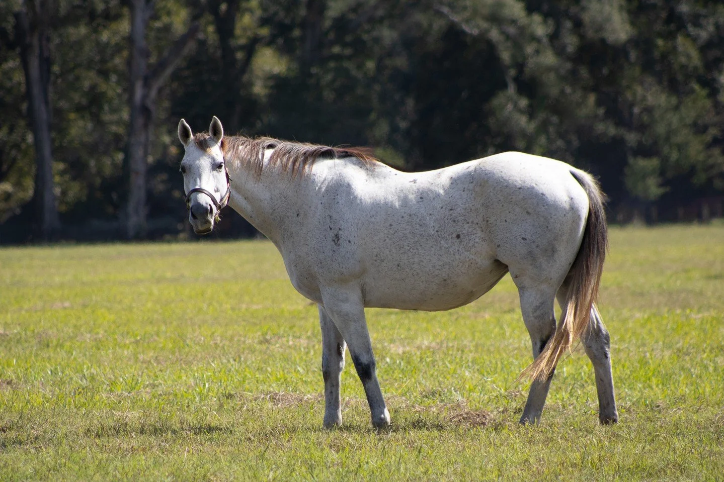 Sundays are brighter with wide pastures and happy mares &mdash; just ask Midnight Fantasy! 🐴🎀