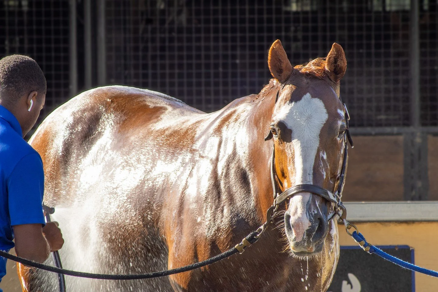 Mondays are tough&hellip; but Munnings&rsquo; Finest says bubbles make everything better! 🐴🫧☀️