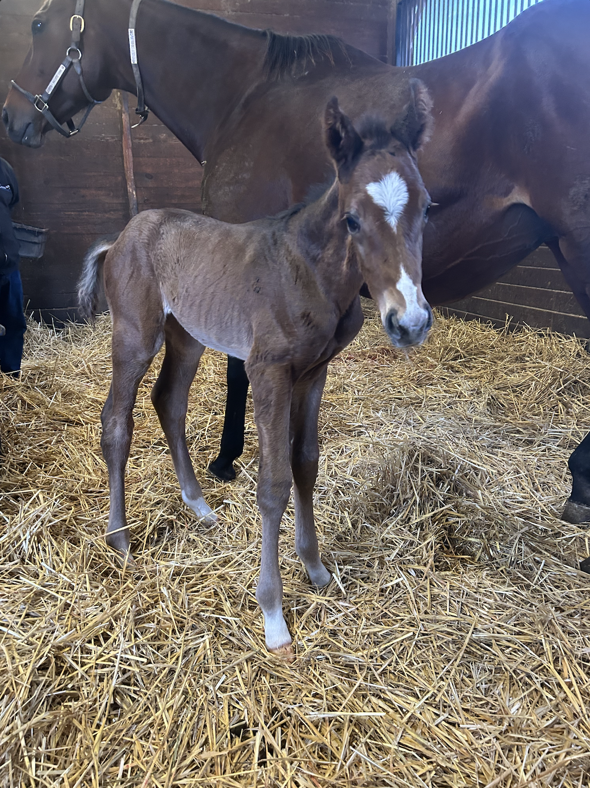 Pacific Pink ❌ Wit 