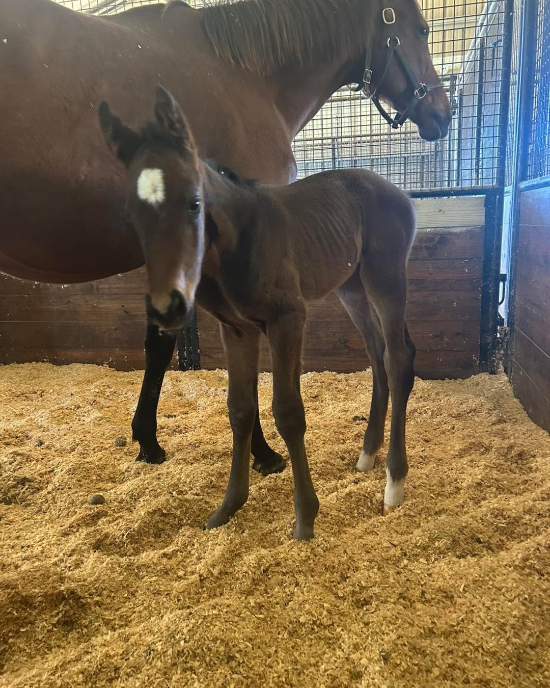 Diamonds 💎 are a girl&rsquo;s best friend. 

Diamond Hands ❌ Wit
Filly Born 3-11-26