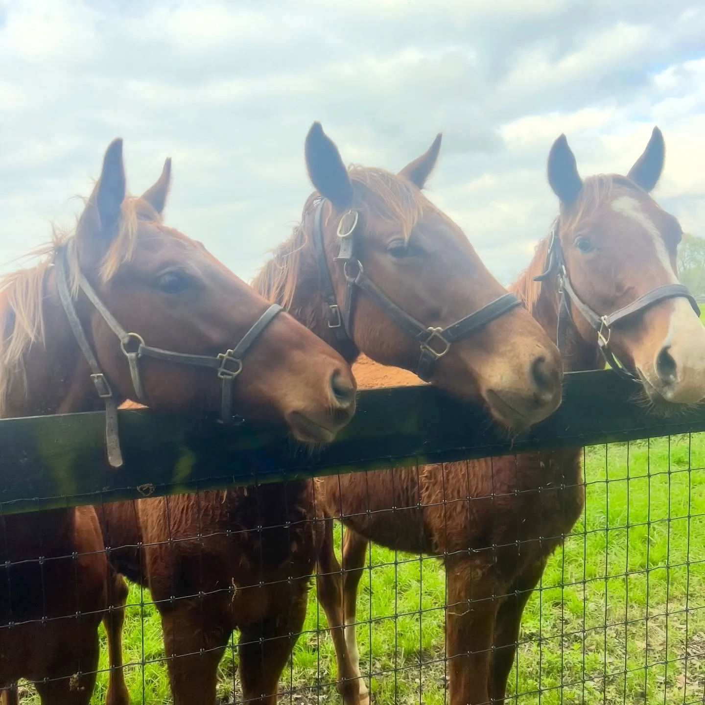 Weanlings hanging out at the farm. They love it when we visit them.