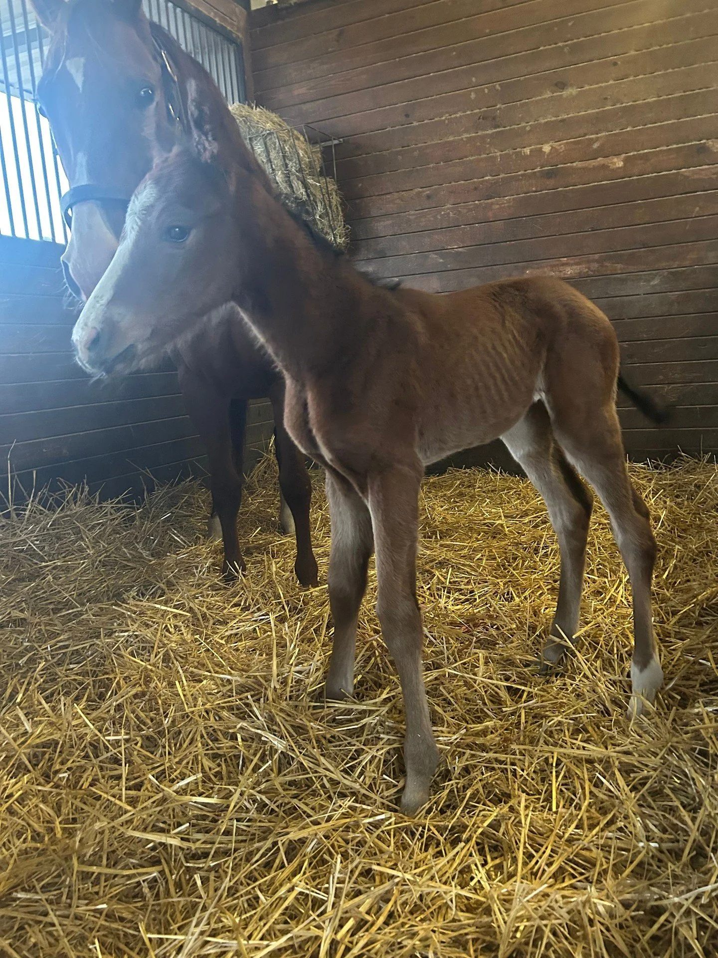 Look at that face! 

Kim K ❌ Wit
Filly Born 3-16-26
