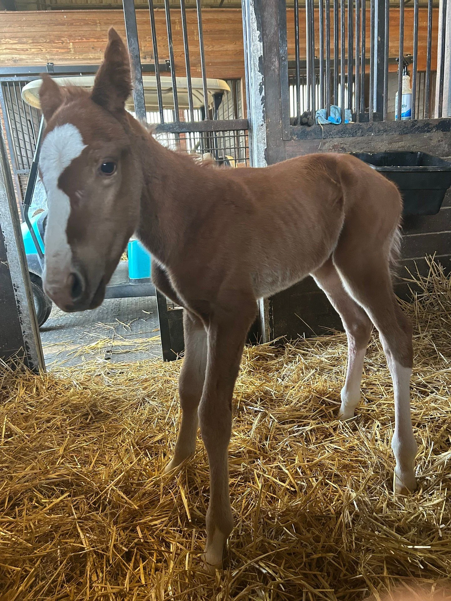 Just a lucky offering! Lucky us!☘️

Just Offering ❌ Muth 
Colt Born 3-17-26