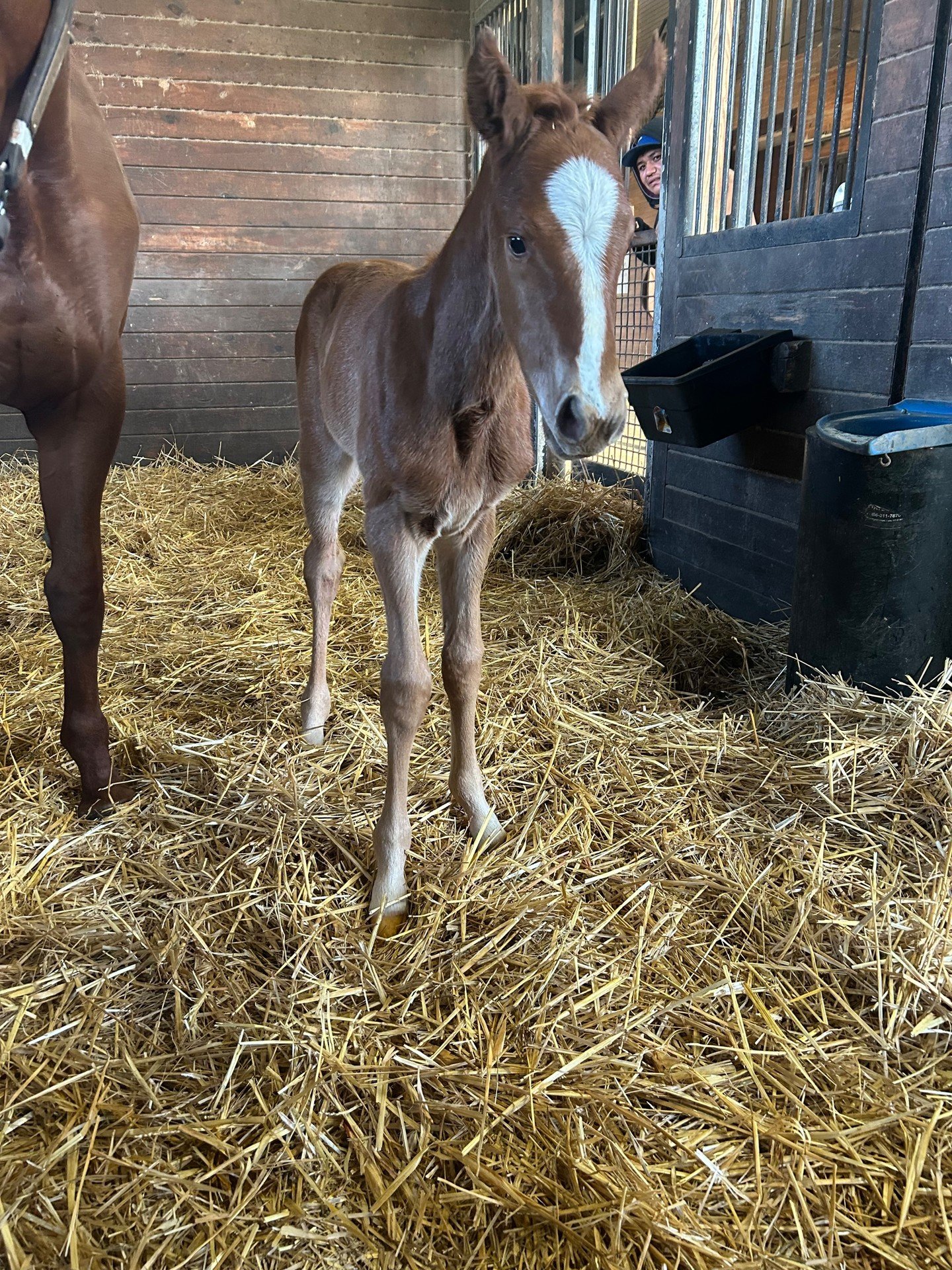 Full sister to Touchuponastar has arrived!

Touch Magic ❌ Star Guitar 
Filly Born 3-19-26