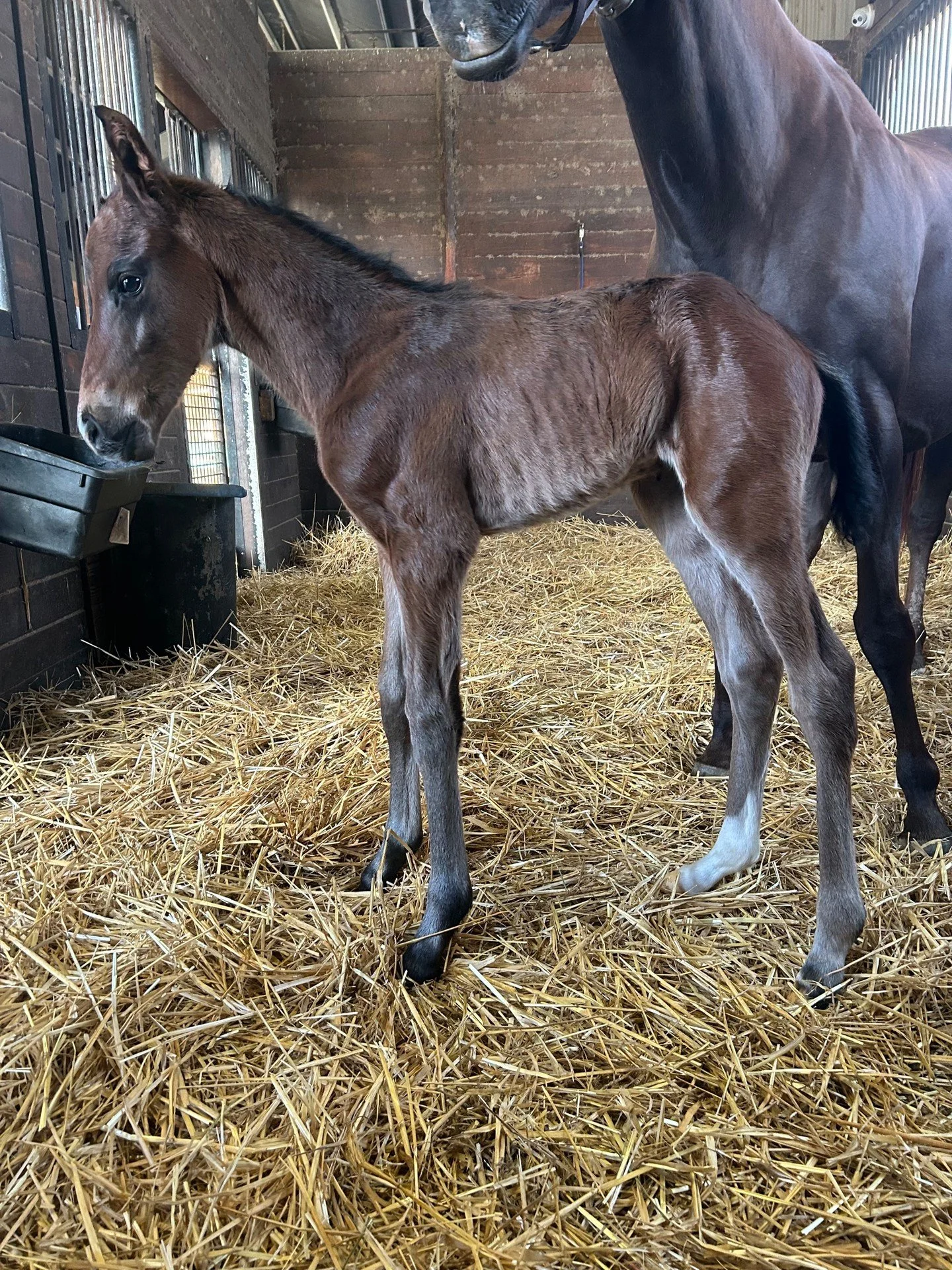 Wit (Practical Joke) is producing foals with the confirmation, bone and substance to race to win.

Venus Valentine ❌ Wit
Colt  Born 3-19-26
Learn more about our stallion here: https://www.whisperingoaksla.com/wit