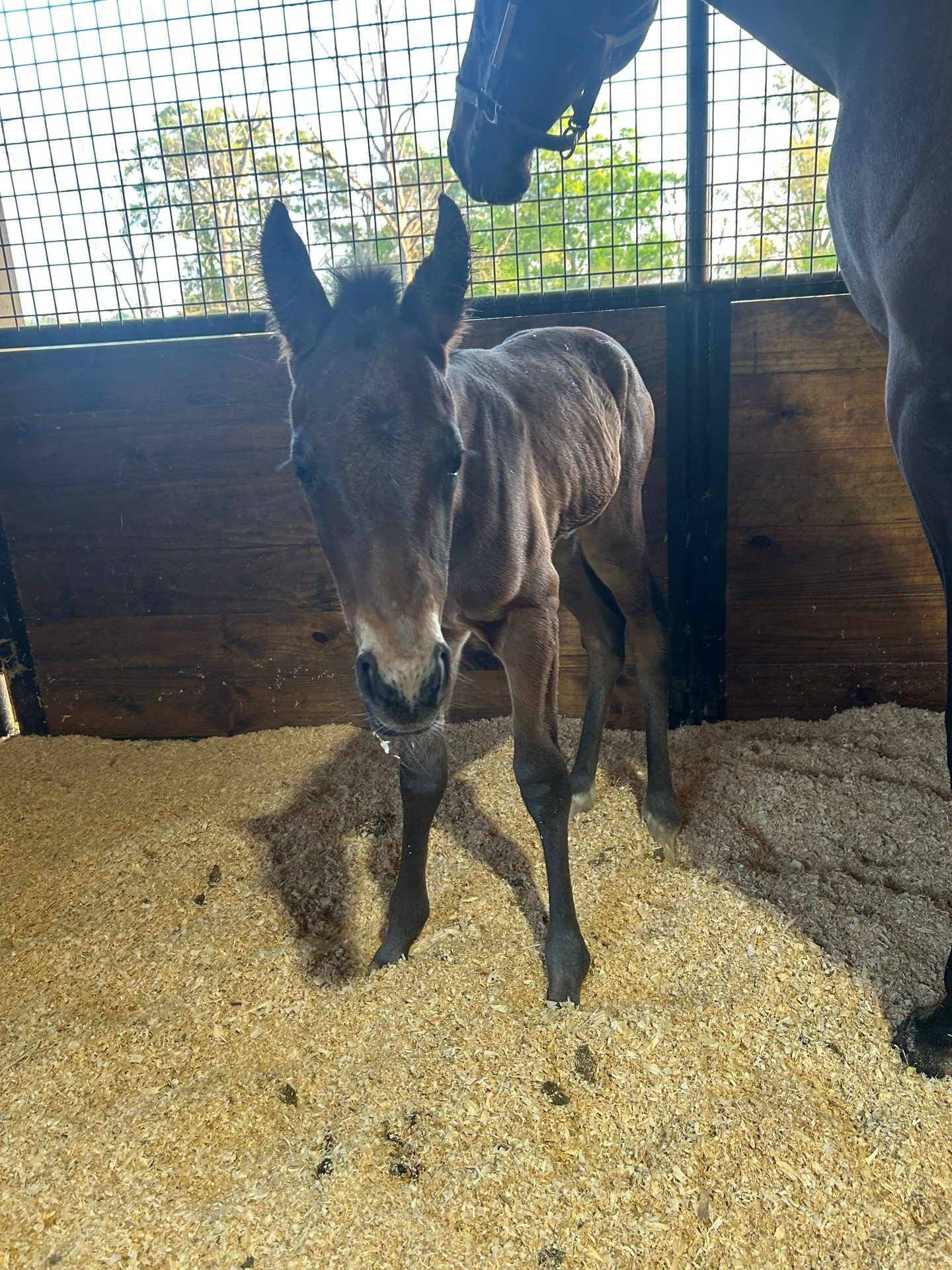 We welcomed this little lady earlier this week. She has pedigree for days.

MyLady Curlin ❌ Wit
Filly Born 3-20-26