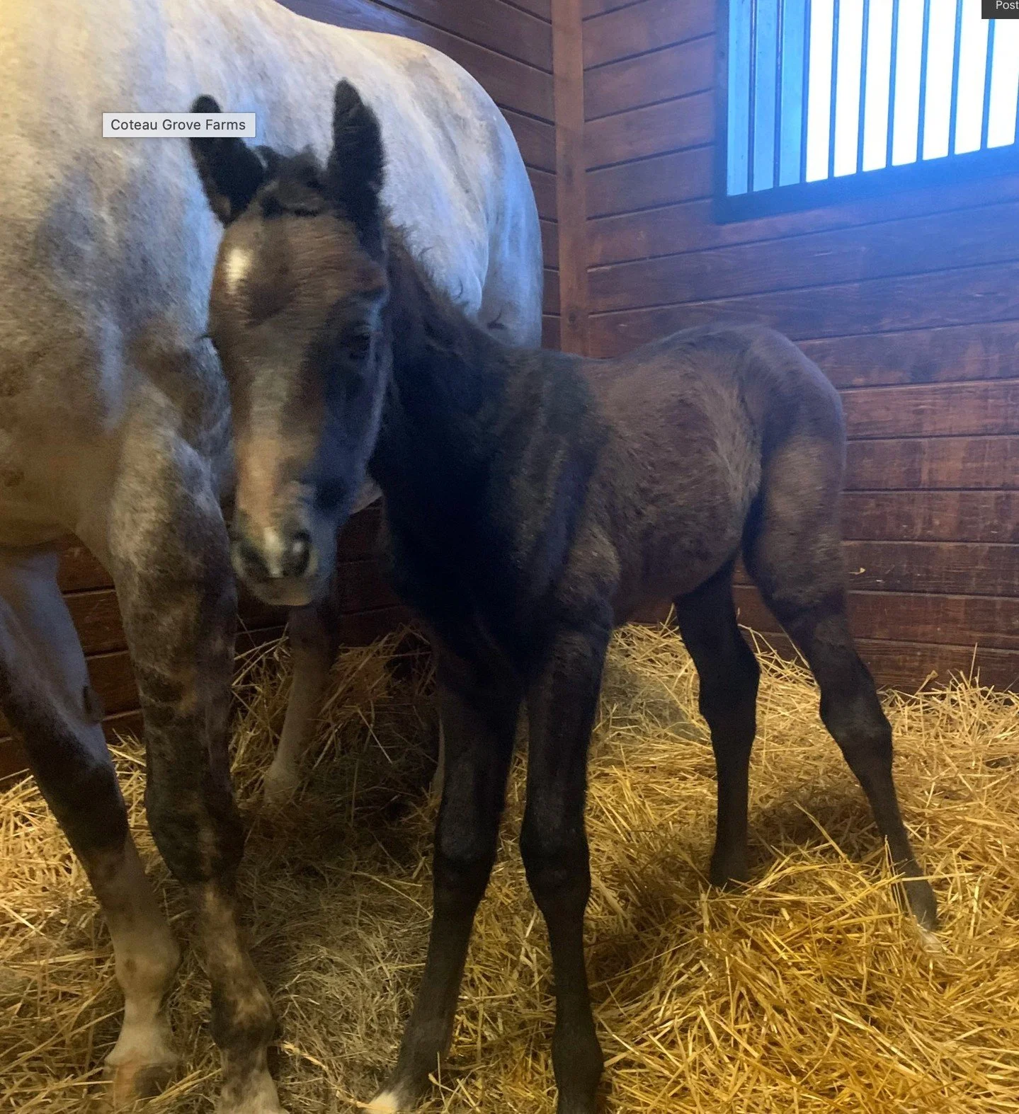Dapper Moon won Race 5 at Fair Grounds on March 21, 2026. Ridden by Brian Hernandez Jr. &amp; trained by Dallas Stewart, bred by Coteau Grove Farms, the 4-year-old gray colt was the favorite.(Malibu Moon - Fashioned Gem 1/24/22)
