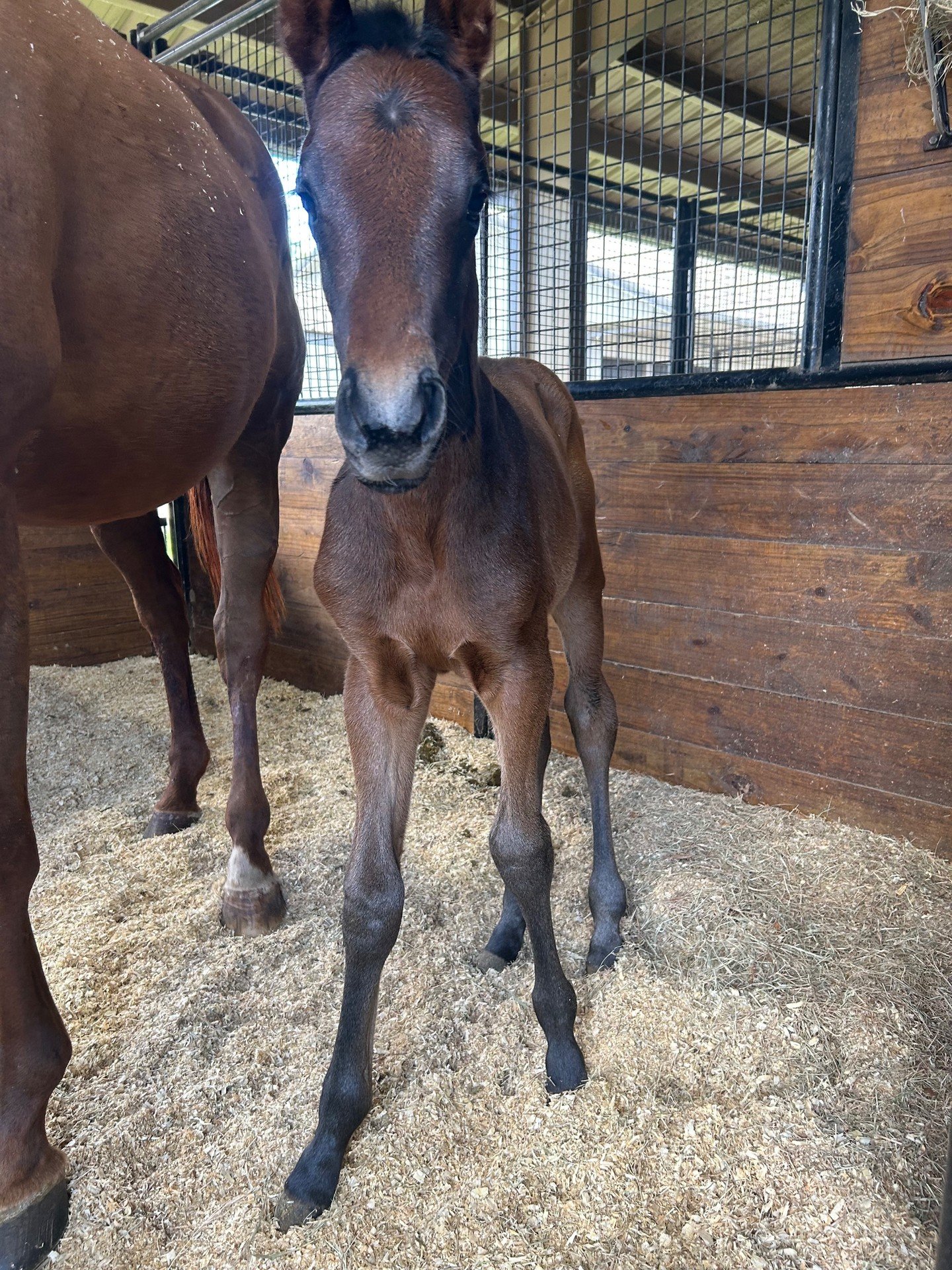 One. Two. It's a boy!

Onetheonesandtwos ❌ Star Guitar 
Colt Born 3-21-26