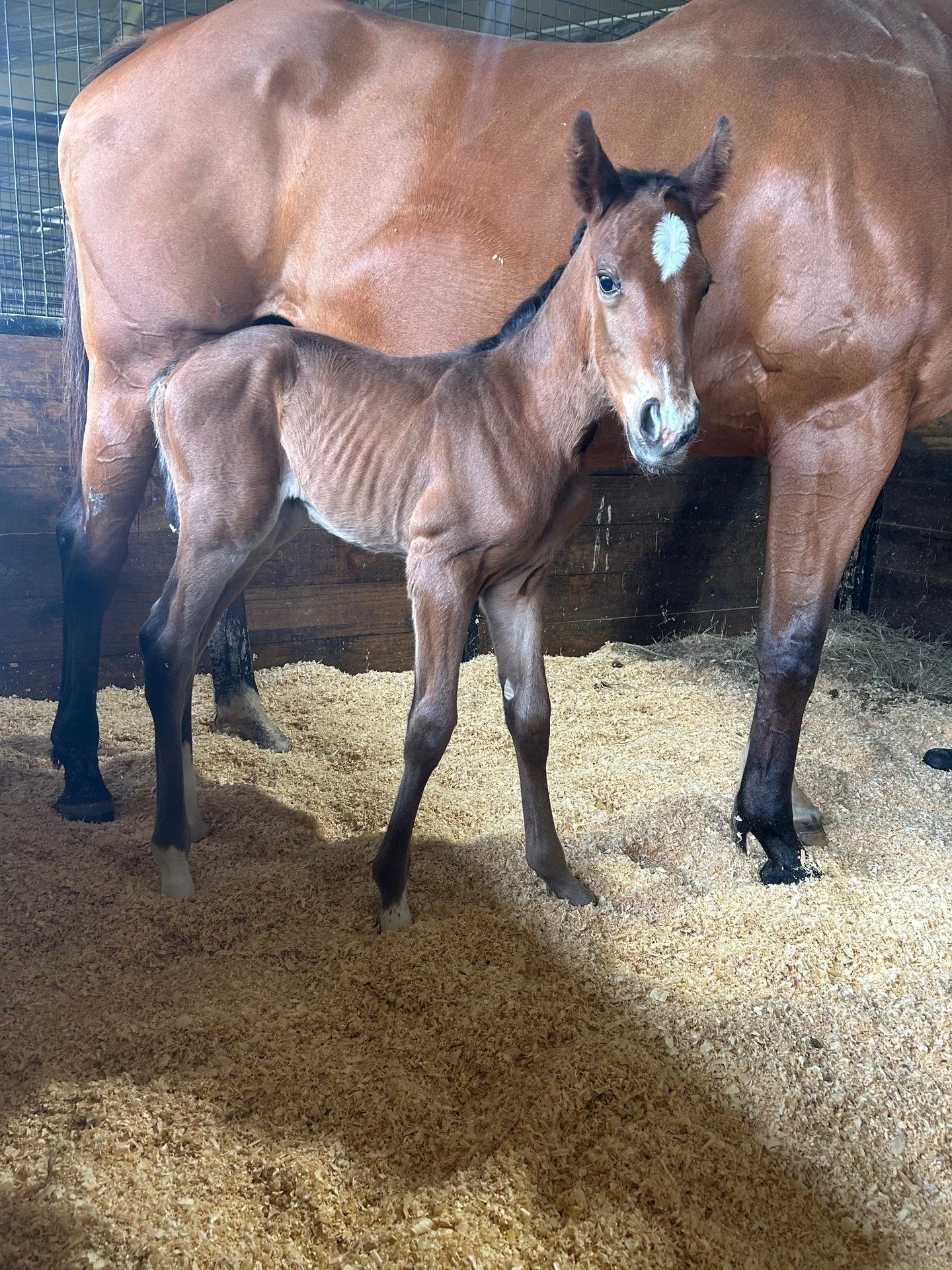 Good golly!

Mollie Kate ❌ Wit
Filly Born 3-21-26