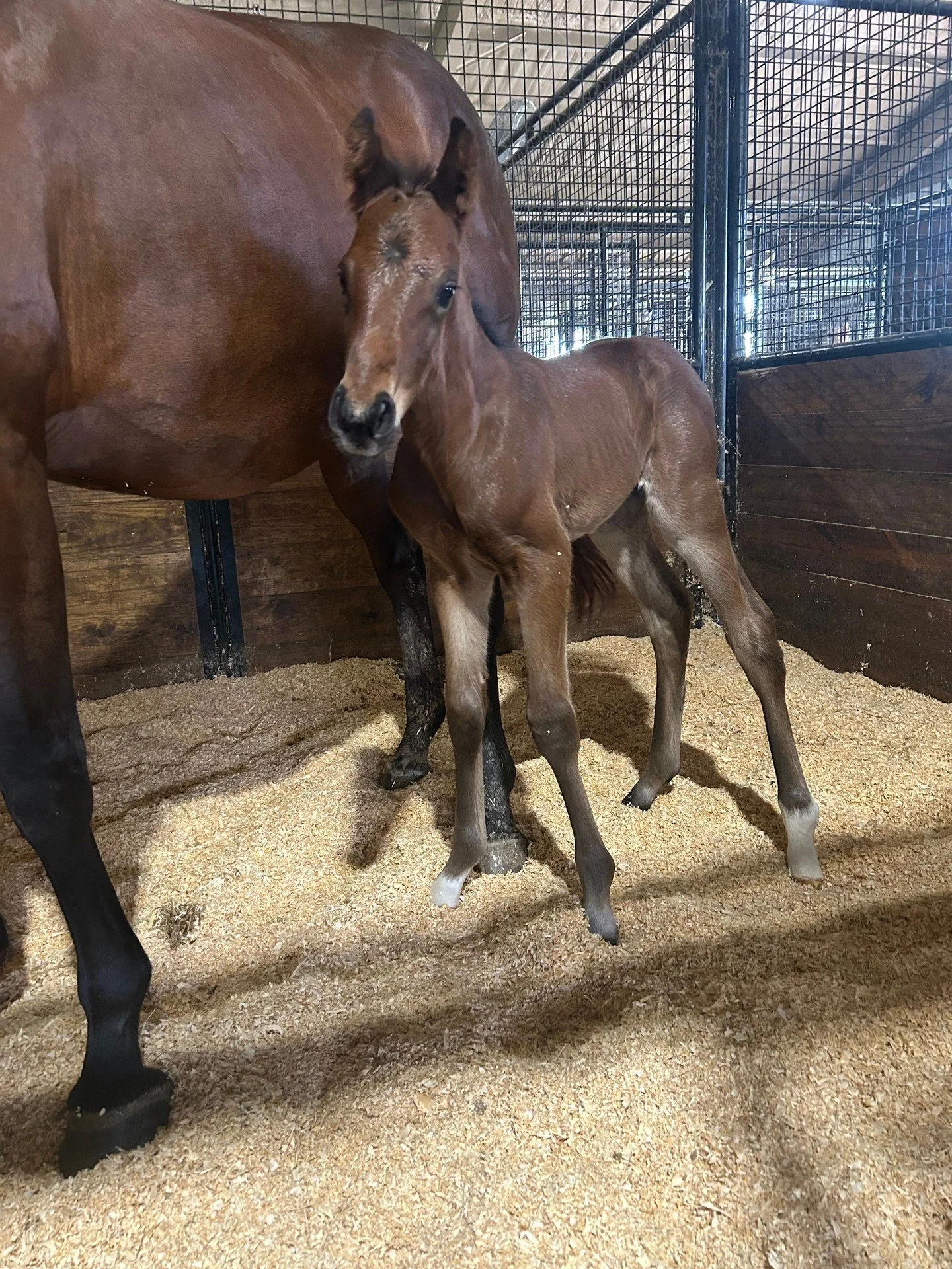 What a warrior!

She&rsquo;s a Warrior ❌ Wit
Colt Born 3-22-26