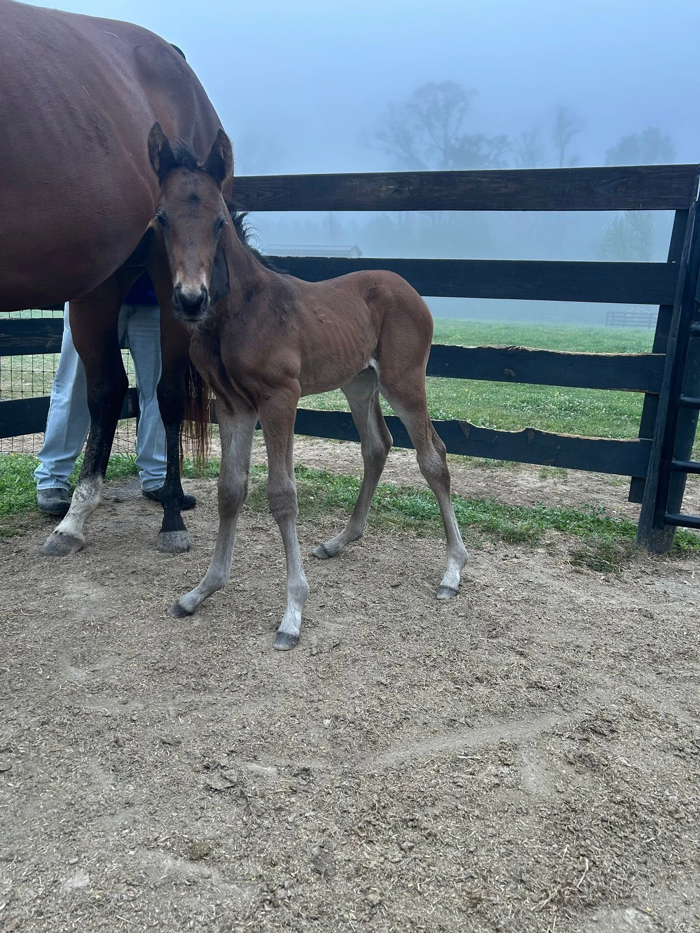 Foggy mornings at the farm just got a whole lot nicer.

Atomically ❌ Justify
Colt Born 3-23-26