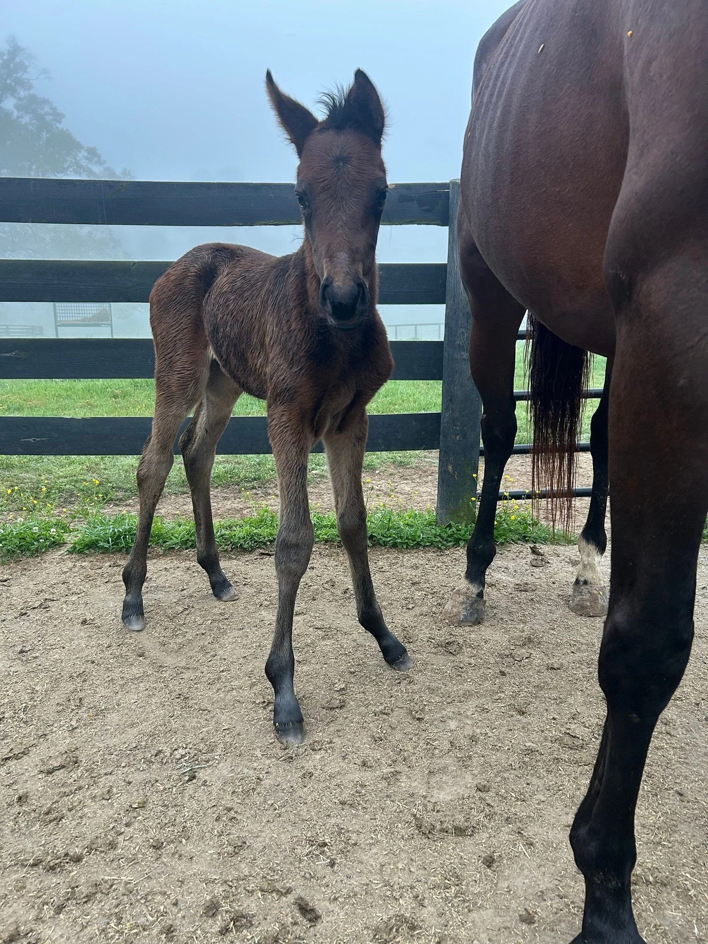 Katherine Thomas ❌  Cogburn
Filly Born 3-23-26