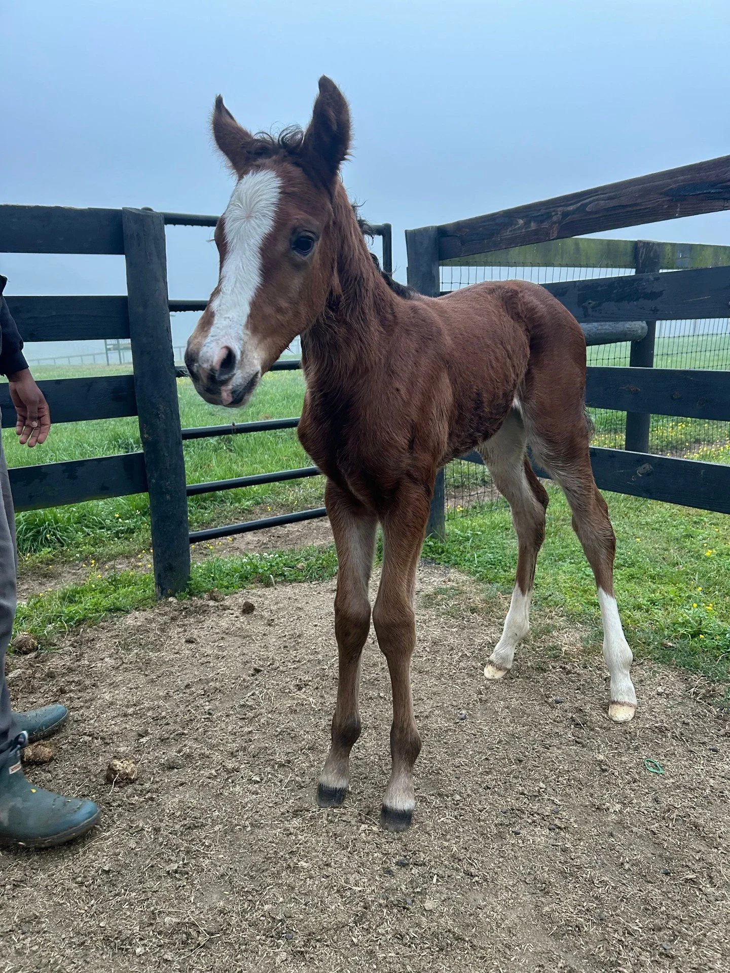 Munnings Finest ❌ Wit
Filly Born 3-24-26