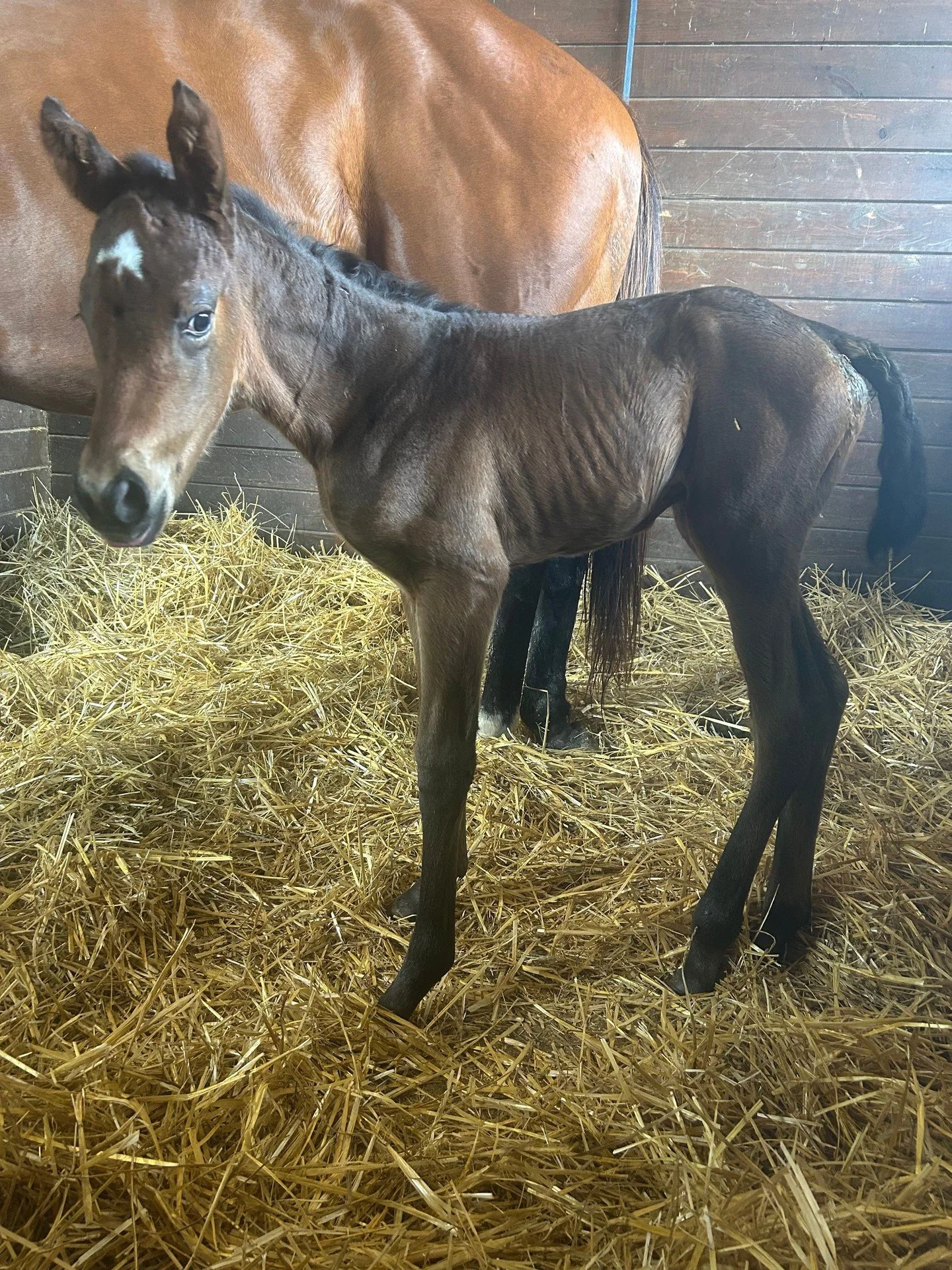She is way too precious. 

Way Too Sexy ❌ Mckinzie
Filly Born 3-26-26