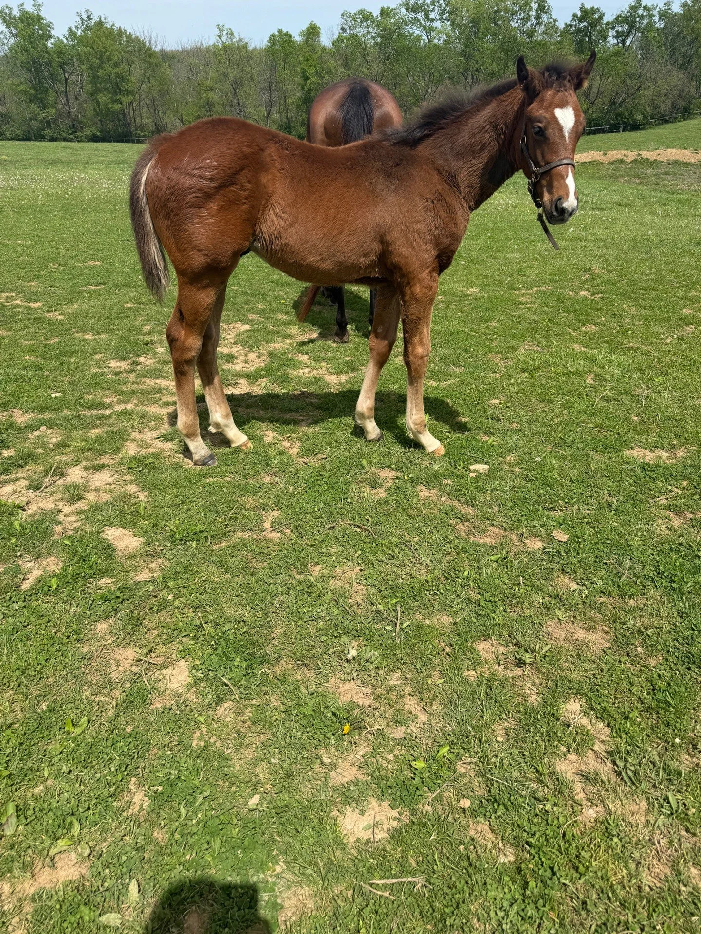 Another two month old Wit colt out of Pacific Pink. We are so excited to see how he stamps his foalls with substance and the physique for racing.