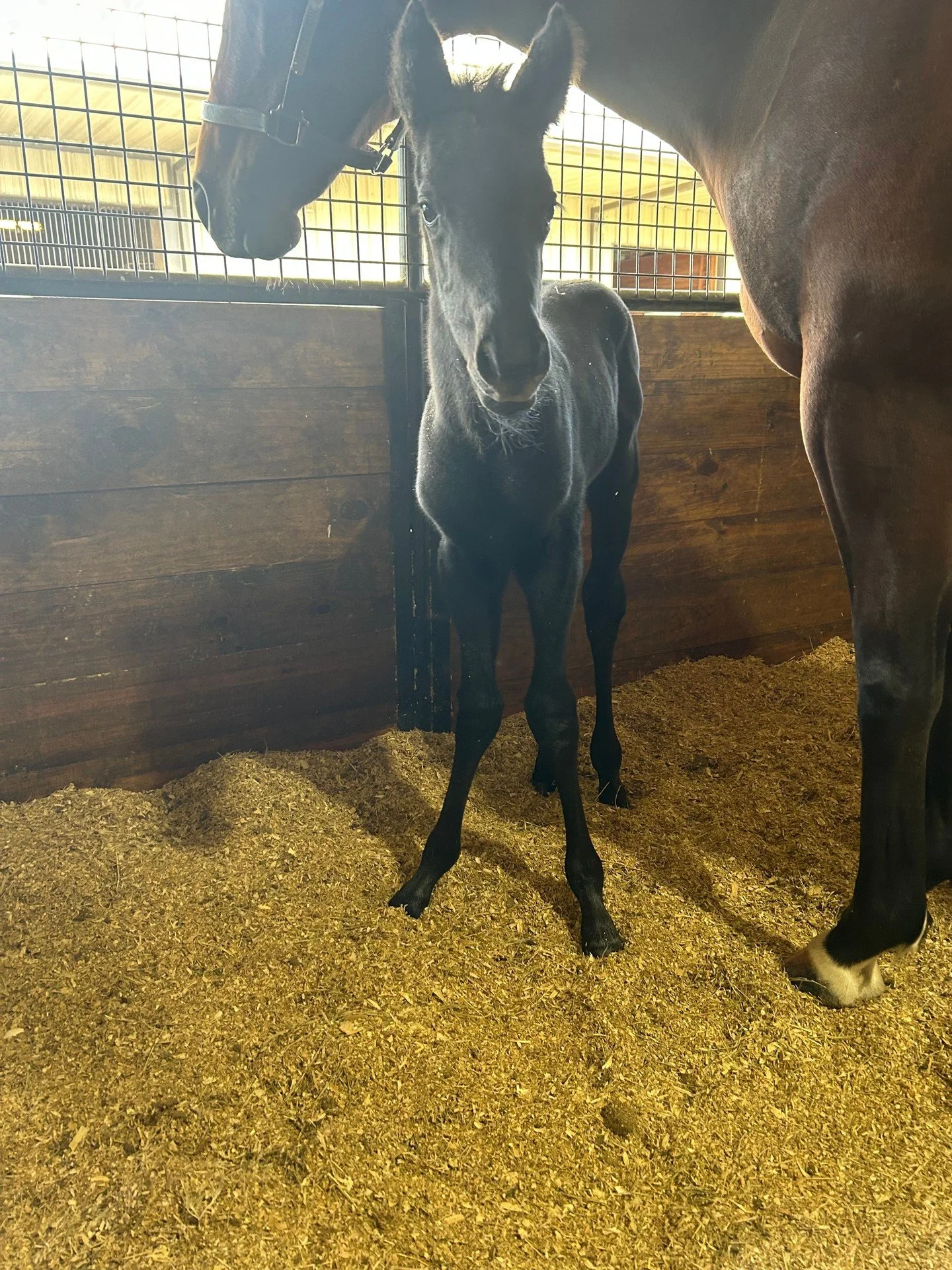 🚨 NEW ARRIVAL 🚨

He's here &mdash; and he means business.

Proud to announce the birth of a colt by Freeburn ❌ Essential Quality, born April 17, 2026. 🐴

Bred to run. Born ready. Watch this one. 👀

#NewFoal #Thoroughbred #Freeburn #EssentialQuali