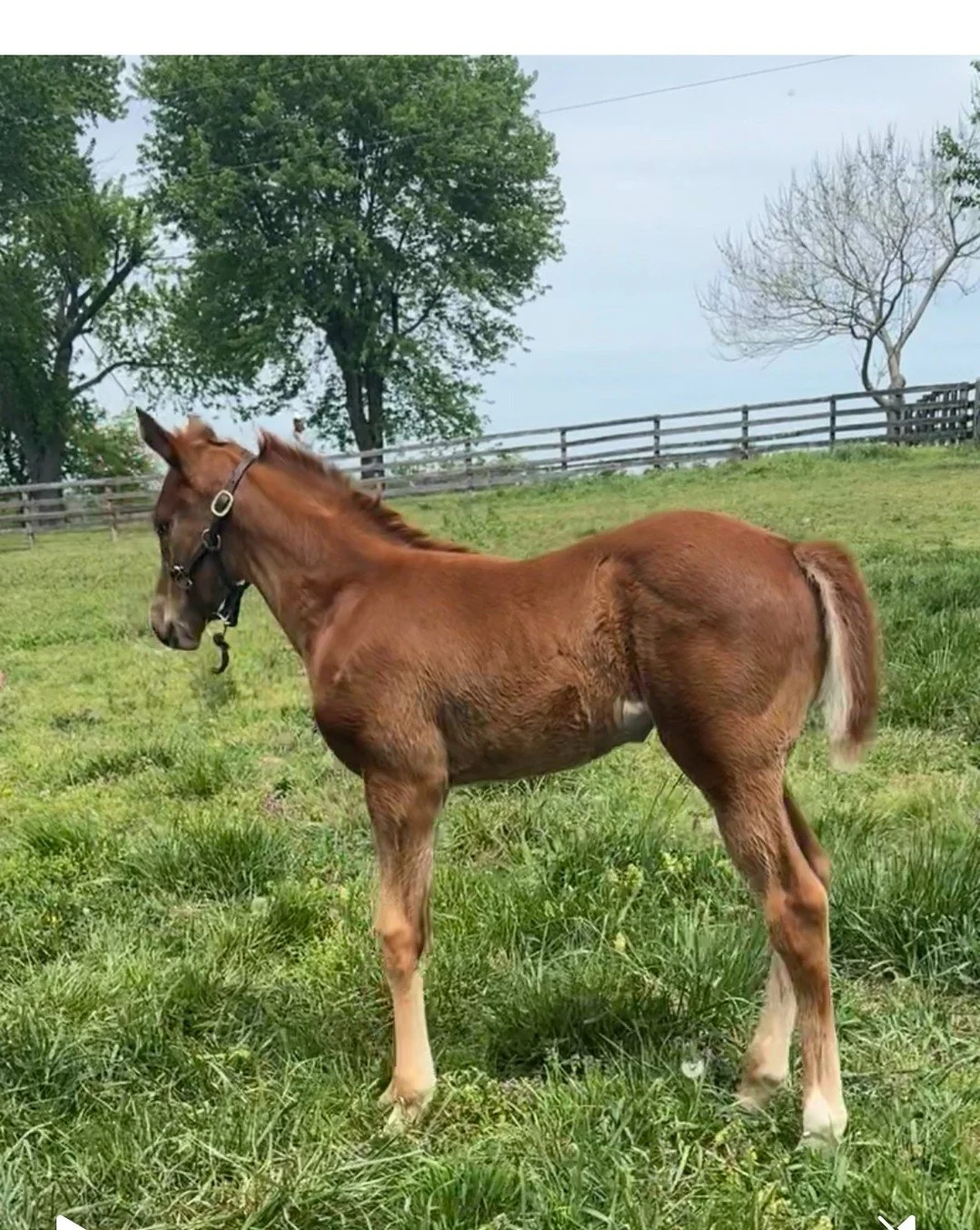 Just a little update and look at the Louisiana bred Star Guitar X Touch Magic, full sister to  Touchuponastar. She is blossoming and seems to have the best of her sire and dam.
Touchuponastar*	2019	Star Guitar-Touch Magic	$2,060,000 earnings