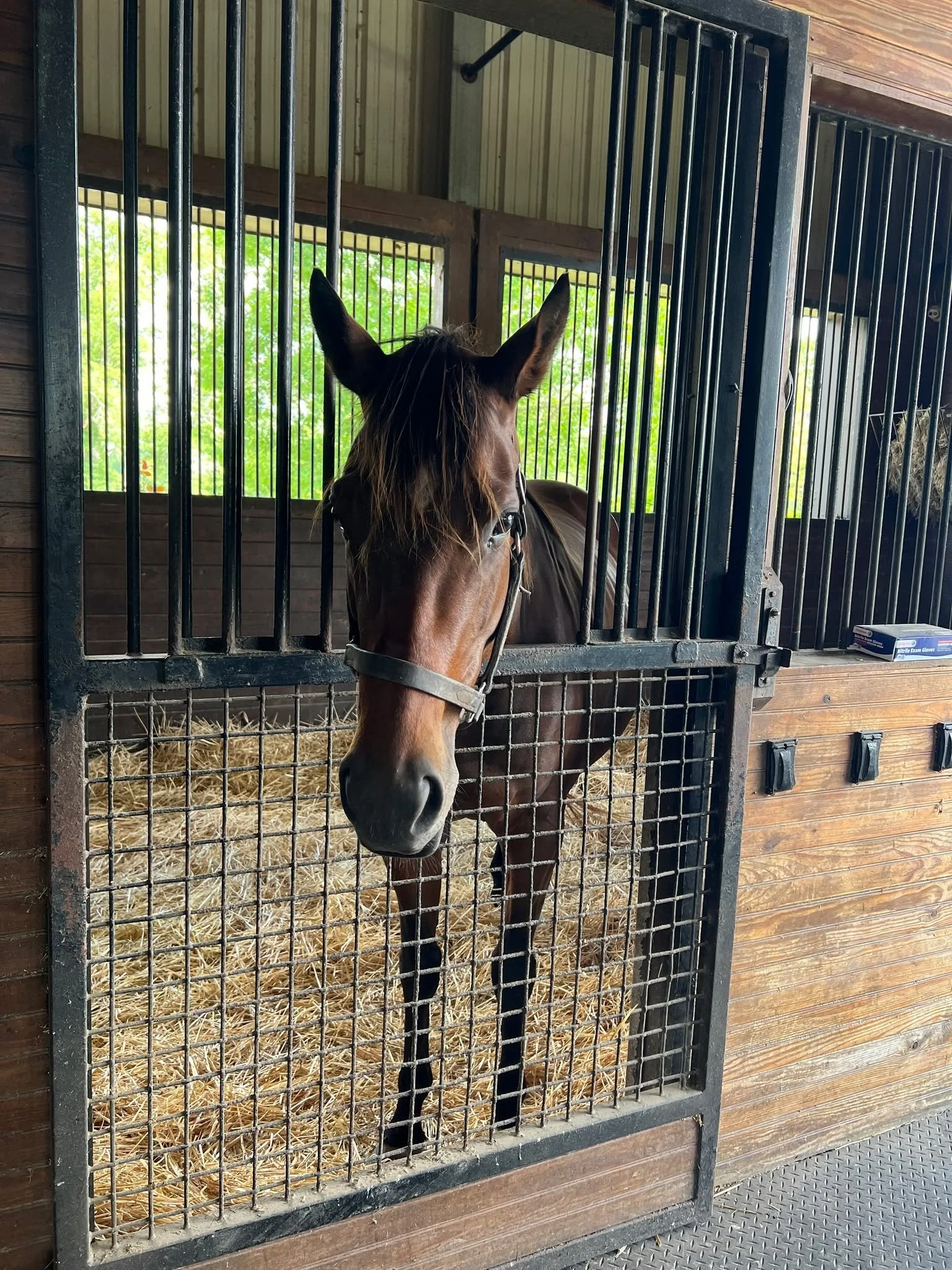 Peace of mind comes standard at Coteau Grove Farms. 💚

Our state-of-the-art video monitoring system keeps a watchful eye on every horse &mdash; day and night &mdash; while giving them the space to rest undisturbed. Add in 24/7 onsite veterinary care