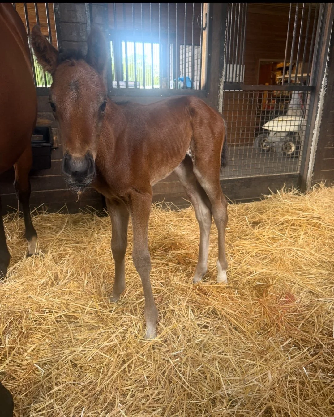 🌟 She's here!
Introducing our newest arrival &mdash; a stunning filly by Star Super out of Wit, born April 23, 2026!
Bred for greatness from day one. We can't wait to see what this girl has in store. 🐴
#Thoroughbred #NewFoal #StarSuper #LouisianaBr