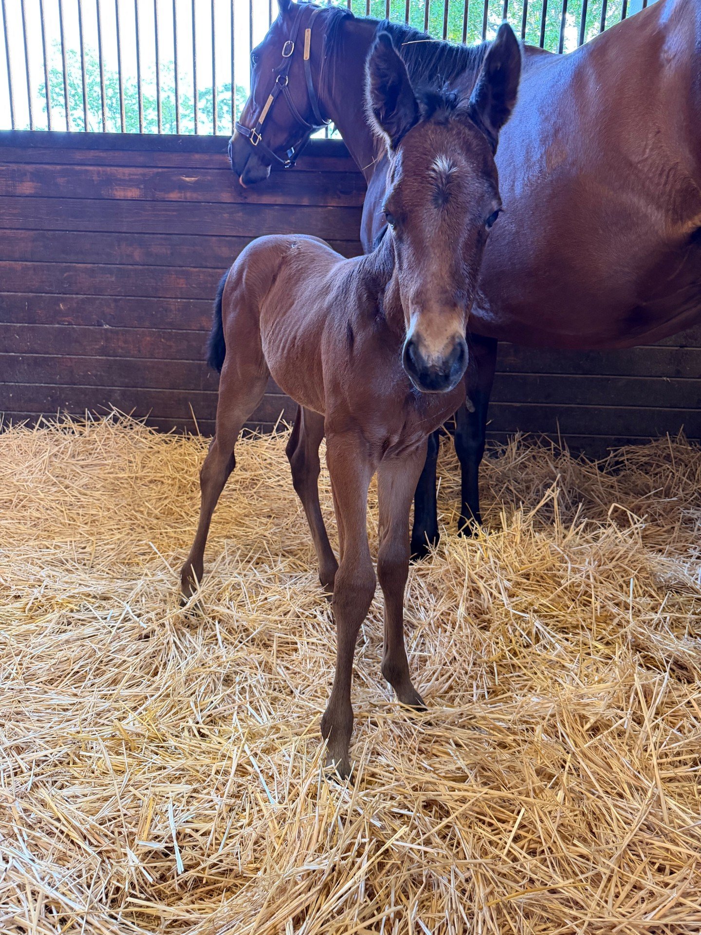 The wait is OVER. 👀🔥

Our Union Lake x Star Guitar filly has officially arrived &mdash; and let's just say the bloodlines speak for themselves. Keep your eyes on this one. 👑

Born: April 26, 2026
#Filly #NewFoal #WatchThisSpace #UnionLake #StarGui