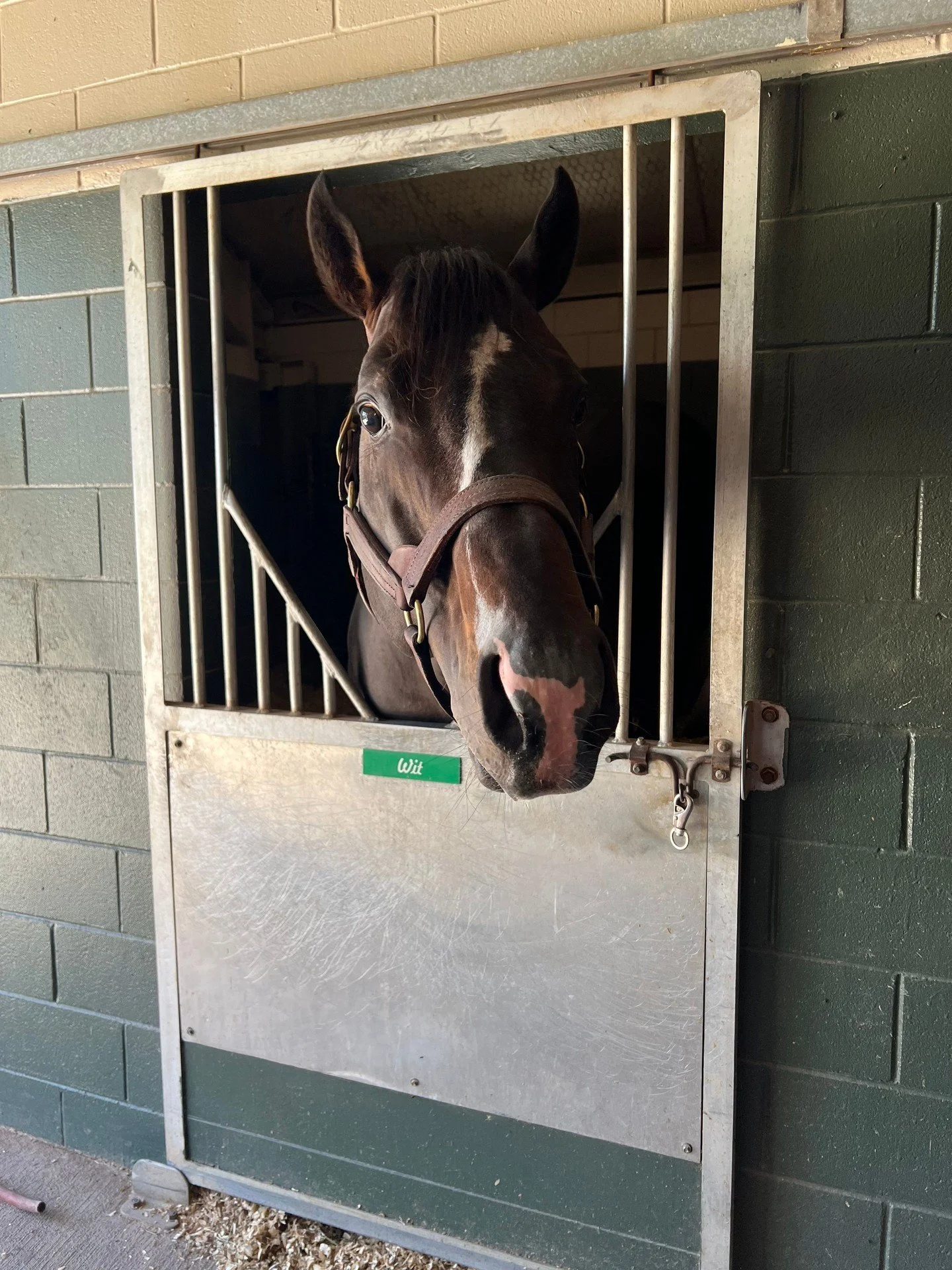 Wit Offspring Taking Over! 🔥 👀 

Stallion Wit is having a MAJOR year at Coteau Grove Farms! The 2026 foal crop features a wave of Wit offspring out of mares including Velvet Slippers, Mominou, Star Super, Mollie Kate, Venus Valentine, Kim K, Diamon