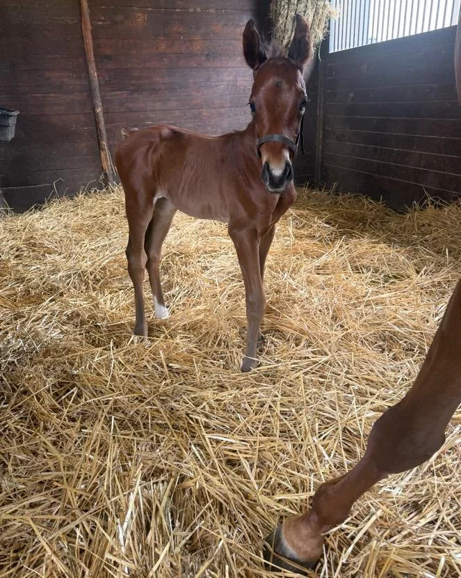 ✨ A royal arrival! ✨
Our beautiful new Eye Of the Pharaoh ❌ Epicenter filly made her grand entrance on May 1st, 2026! 🐴💕
She&rsquo;s already stealing hearts at Coteau Grove Farms &mdash; and we have a feeling she&rsquo;s going to be something speci