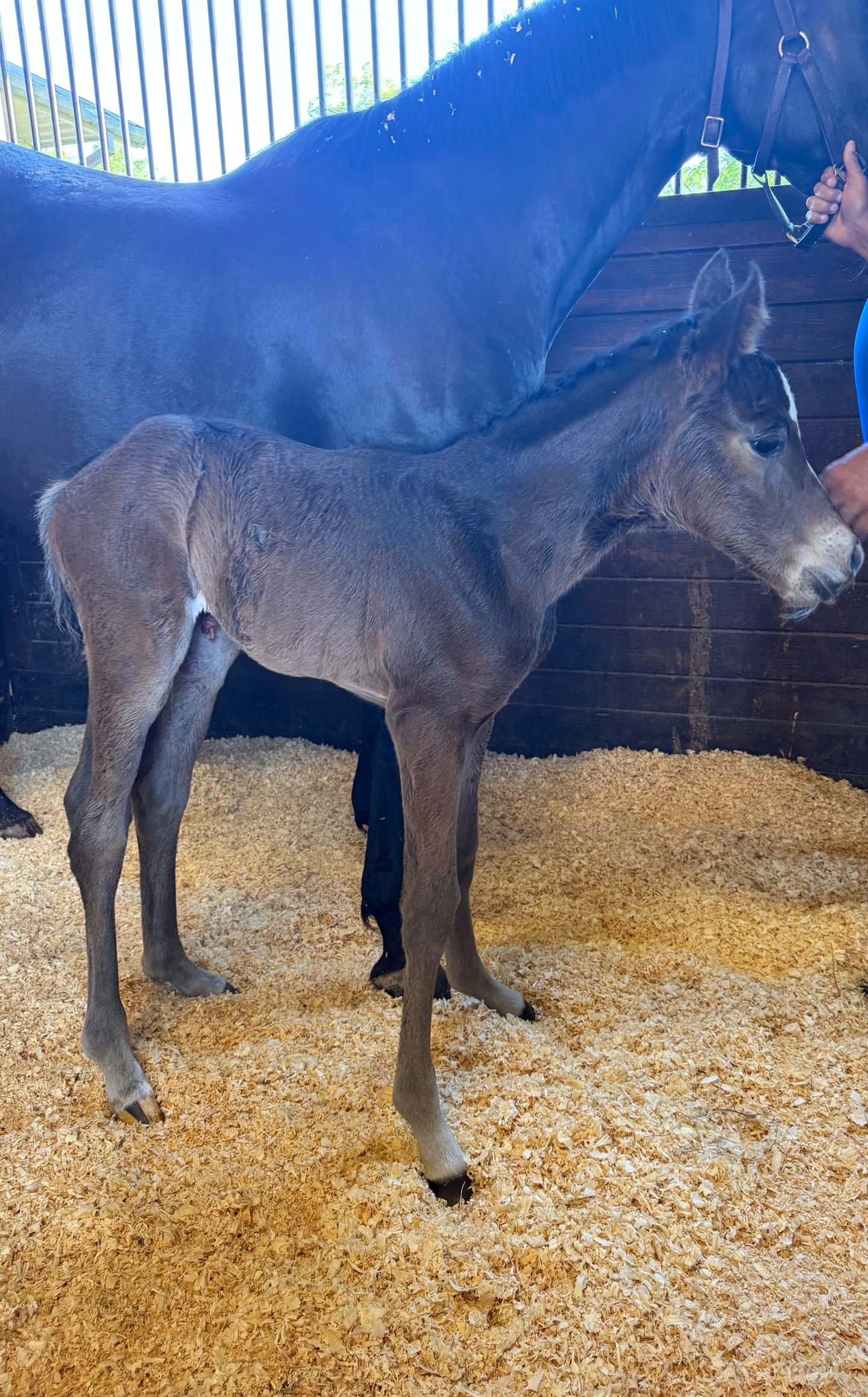 2026 Coteau Grove Farms foaling season ended with this beautiful girl.
Black Chocolate ❌ Wit filly born 5-13-26.

🙌🏼 Congratulations to Team Coteau Grove Farms for not only foaling out our mares, but also those of our many clients.
#itsagirlsworld 