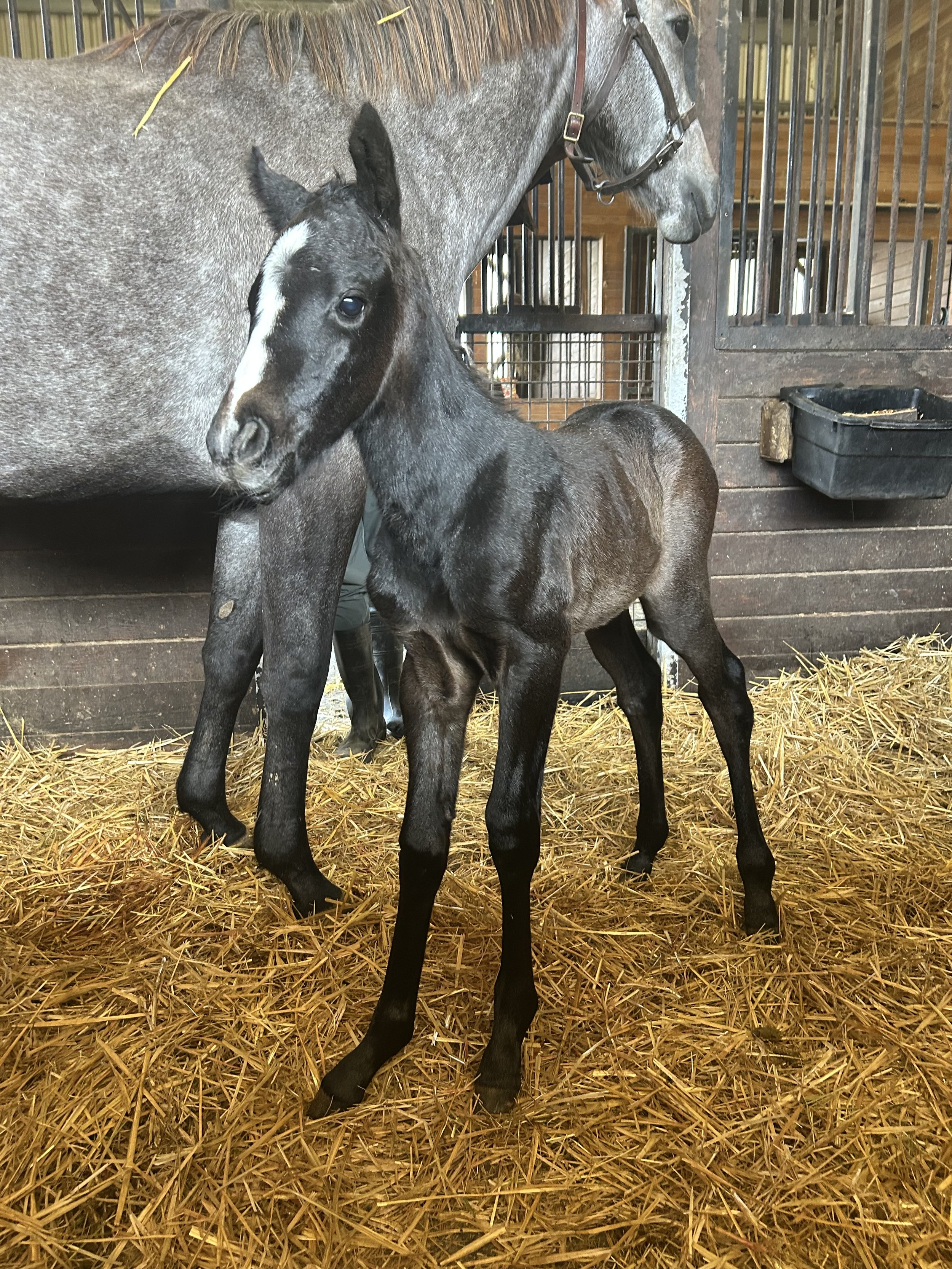 Undercover Girl ❌ Domestic Product