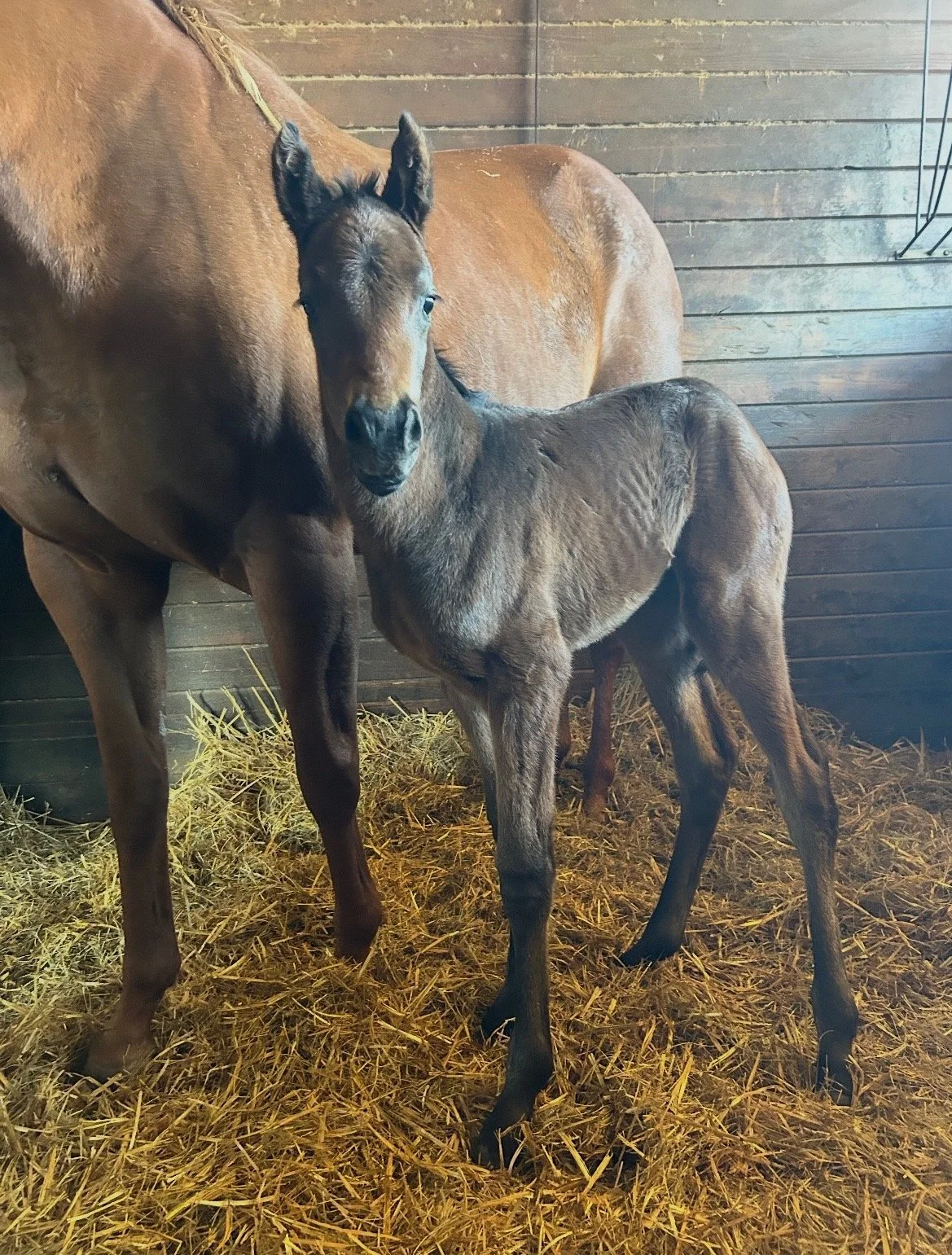 She’s On Top ❌ Arabian Knight