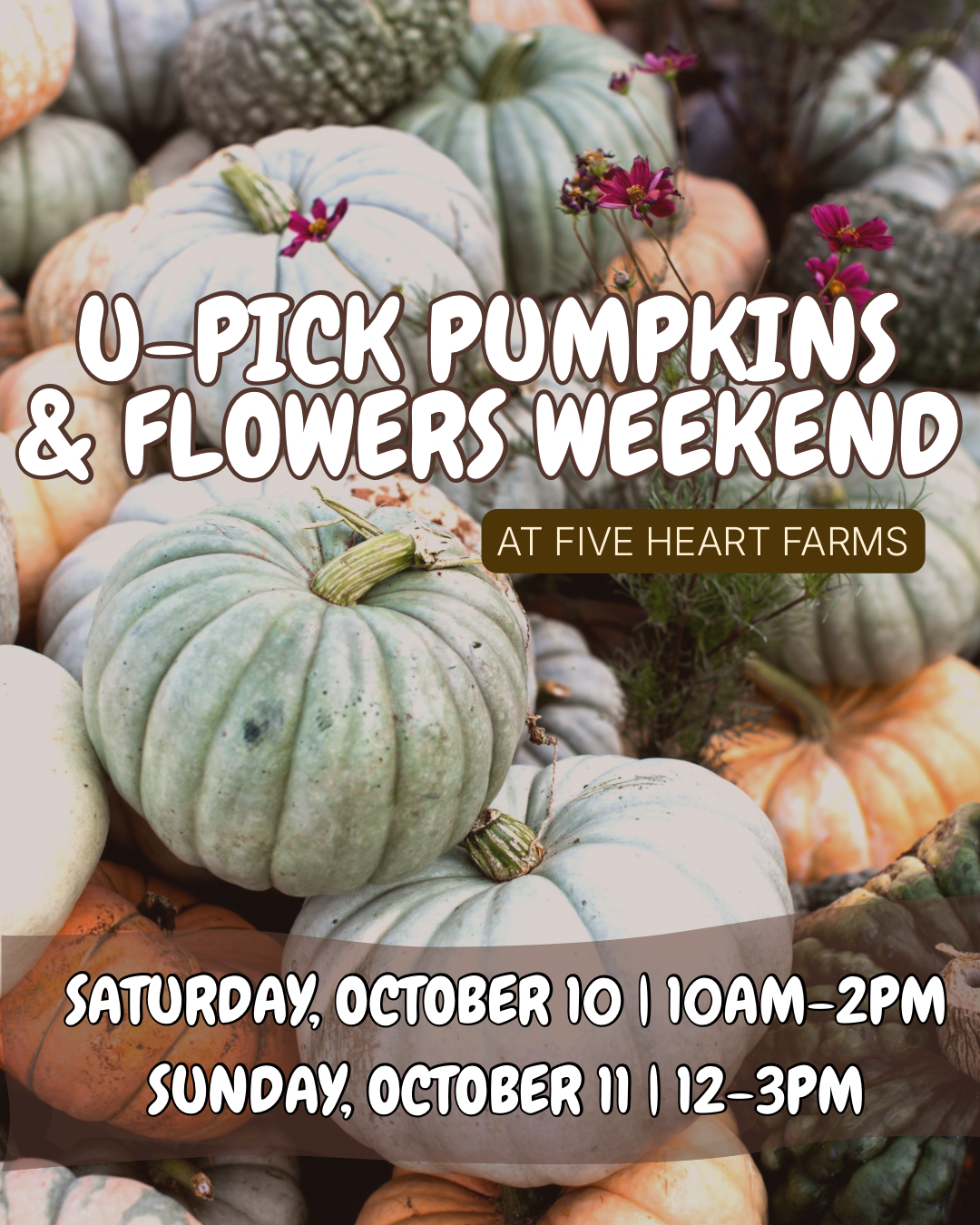 U-Pick Pumpkins &amp; Flowers Weekend
