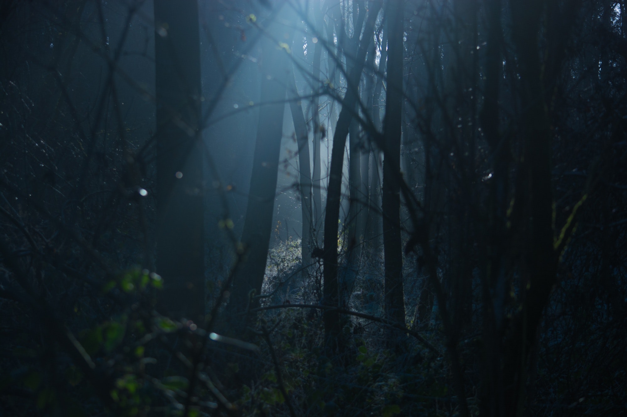 backlit-creepy-dark-289367.jpg