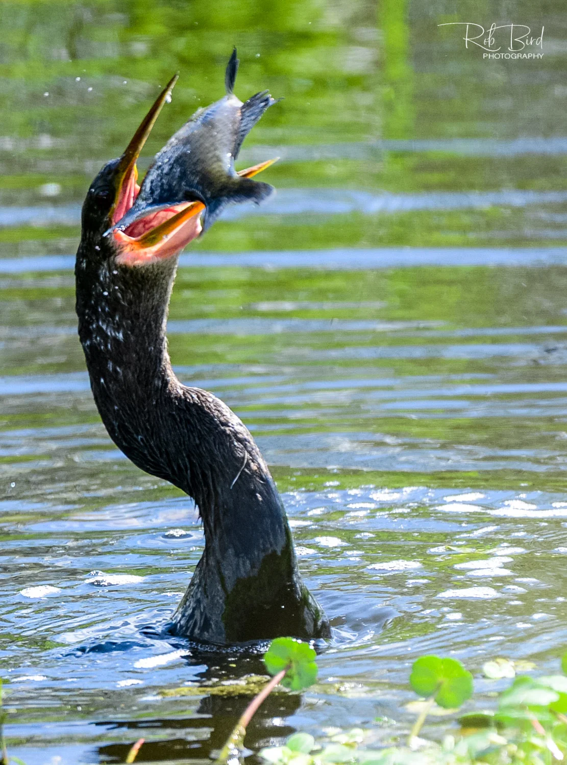 20180924_RBP_CircleBBarReserve_LakelandFl_6000039.jpg